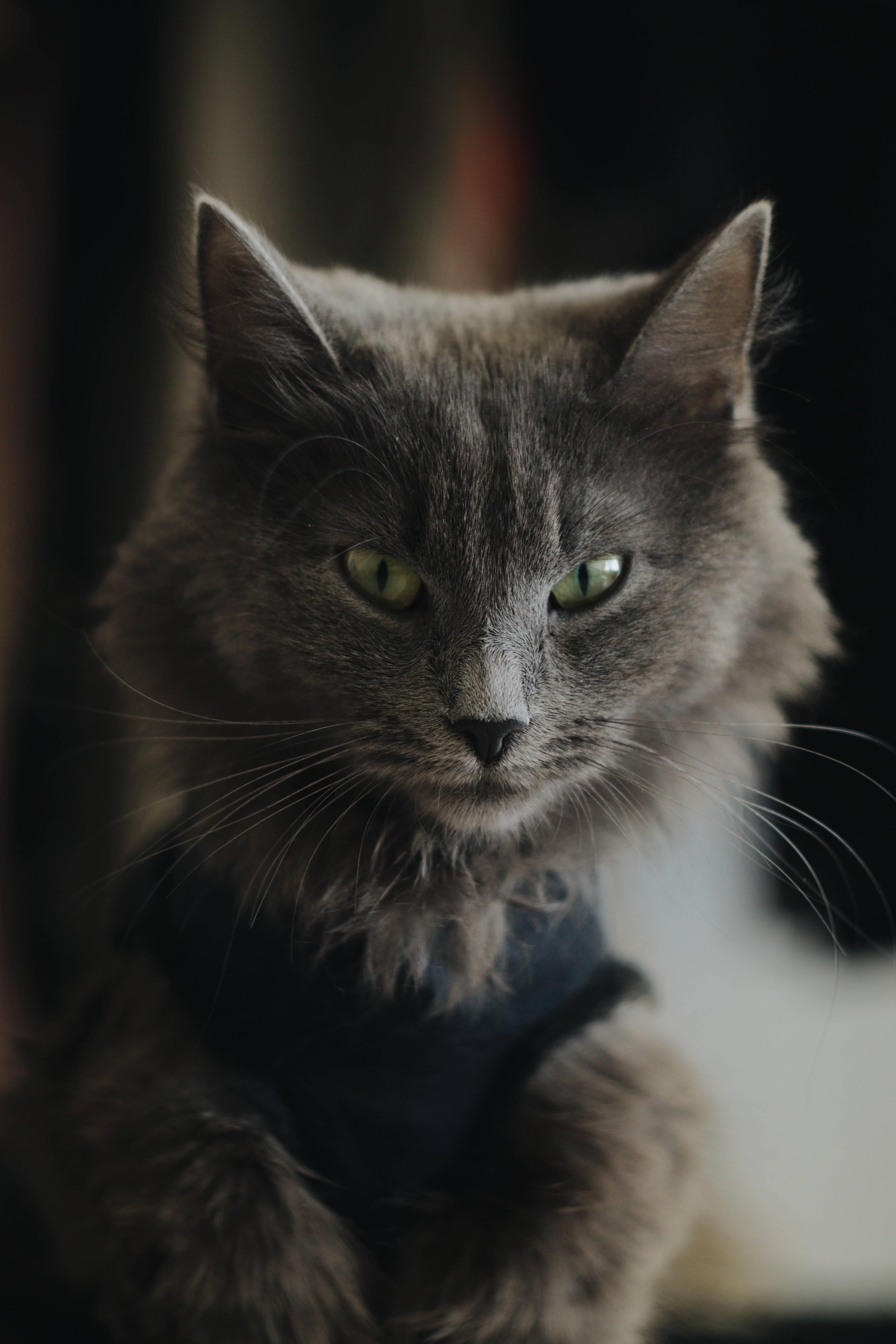 Cute Cat Aesthetic With Ash Gray Fur — 4000x6000 wallpaper