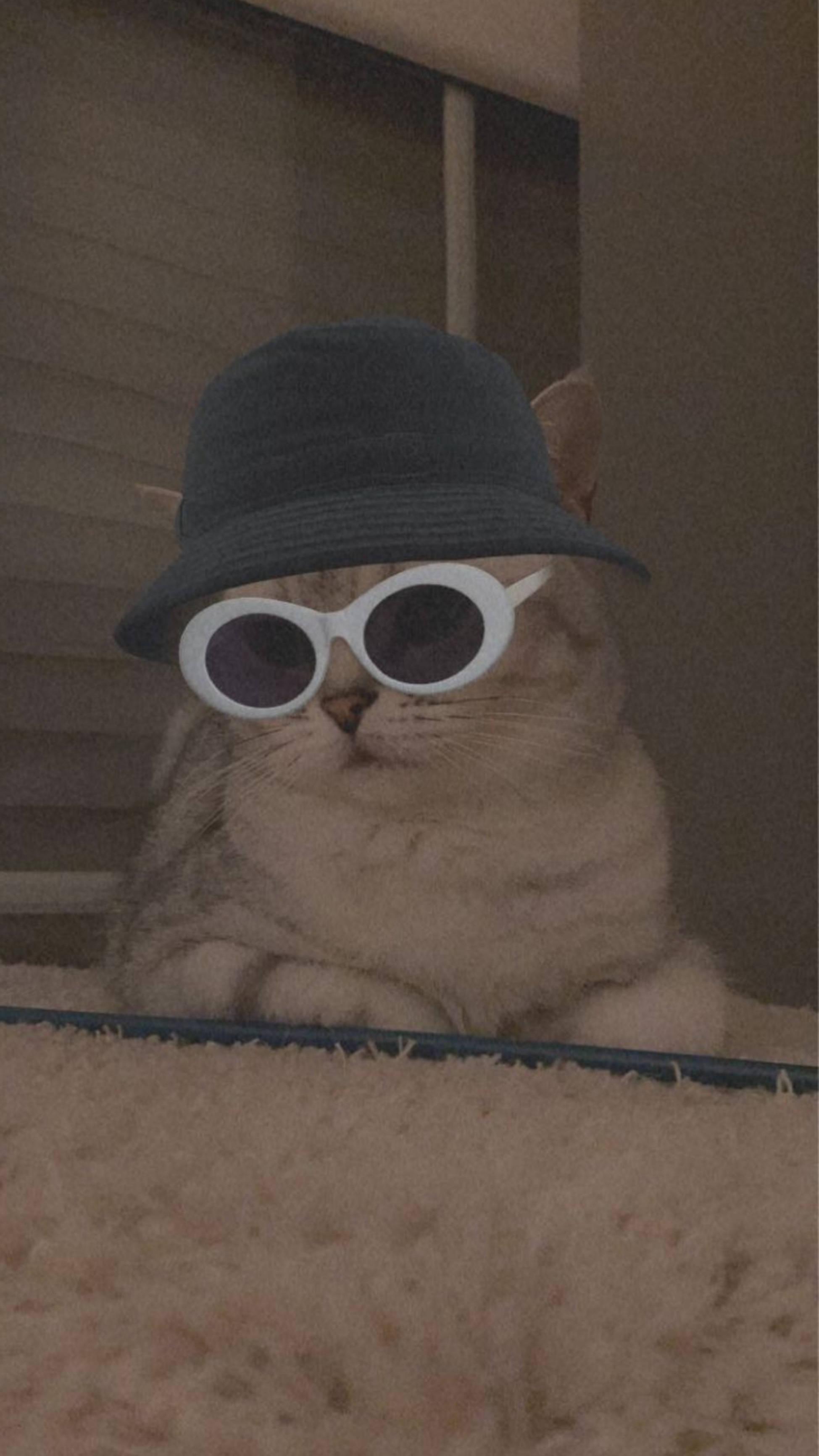 Cute Cat Aesthetic With Bucket Hat And Sunglasses — 1949x3464 wallpaper