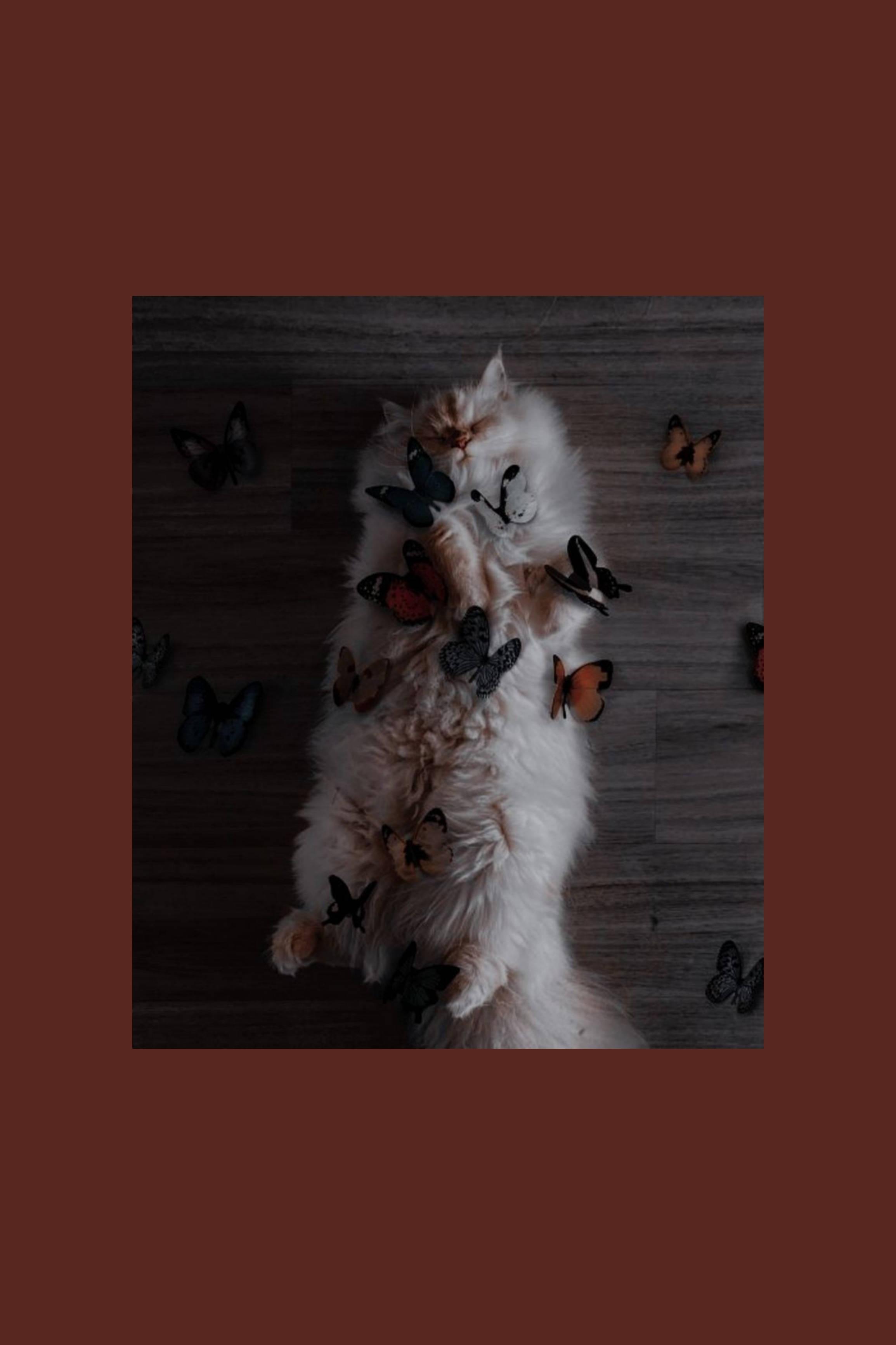 Cute Cat Aesthetic With Butterflies — 2309x3464 wallpaper