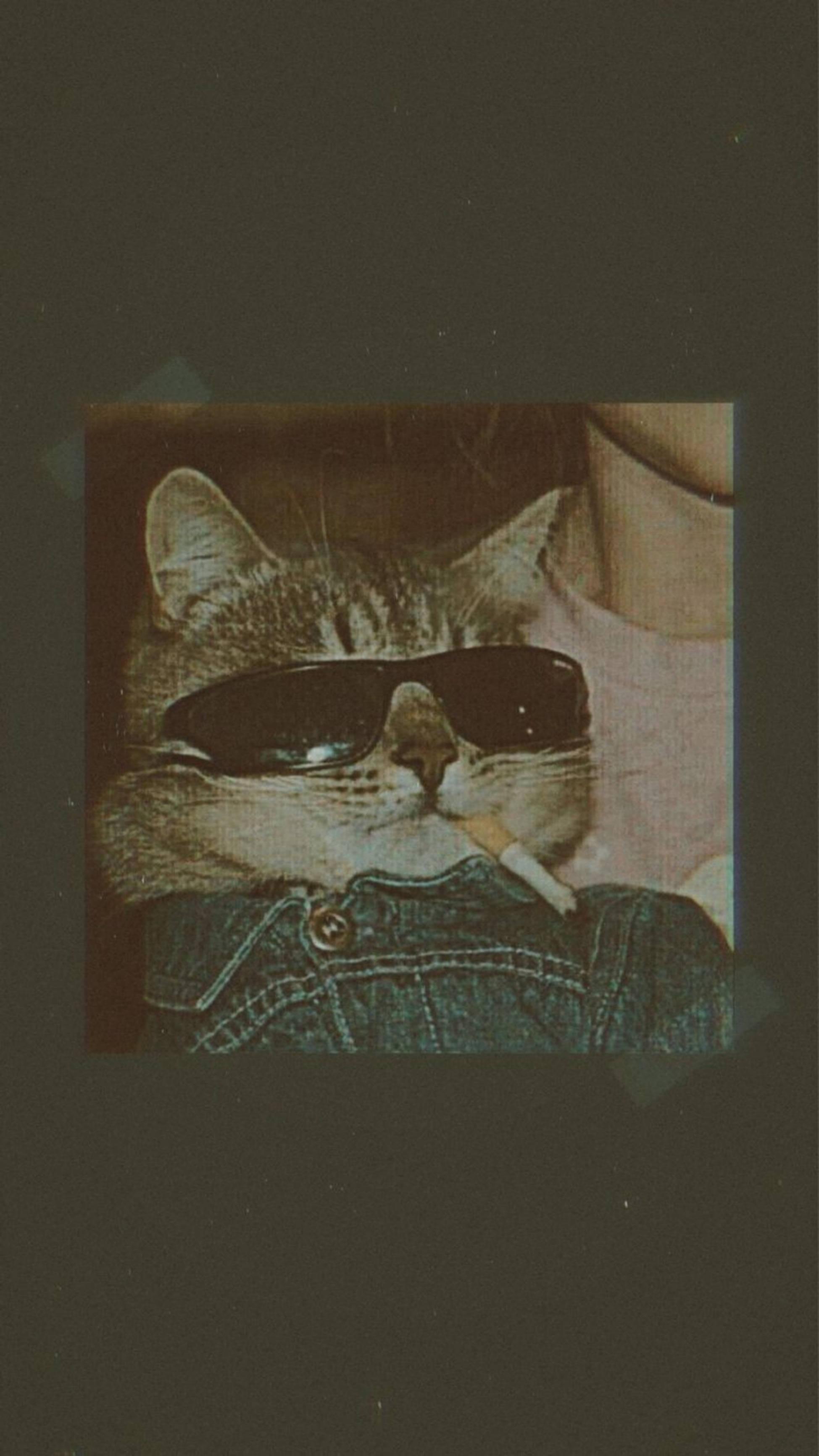 Cute Cat Aesthetic With Cigarette — 1949x3464 wallpaper