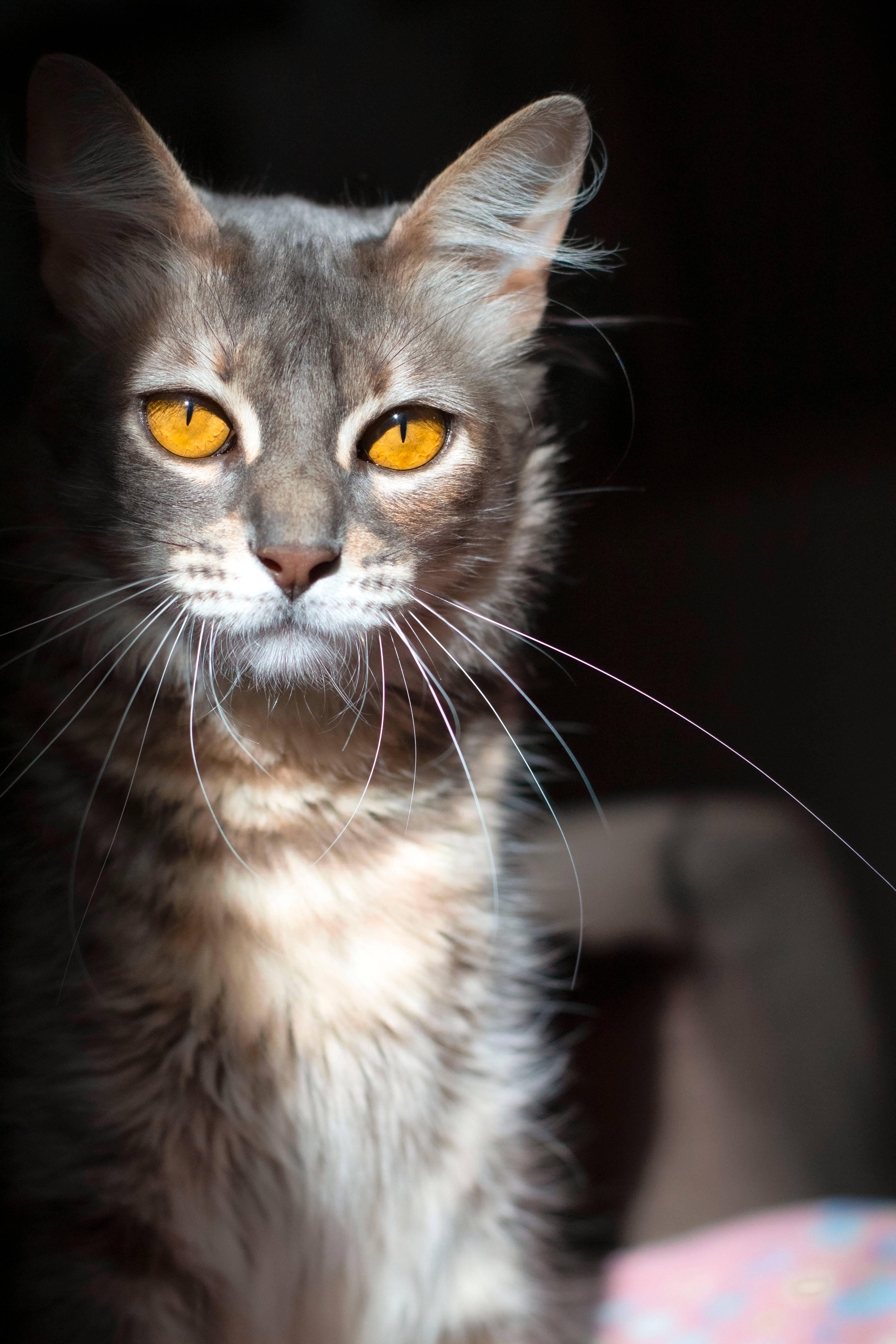 Cute Cat Aesthetic With Copper Eyes — 3456x5184 wallpaper