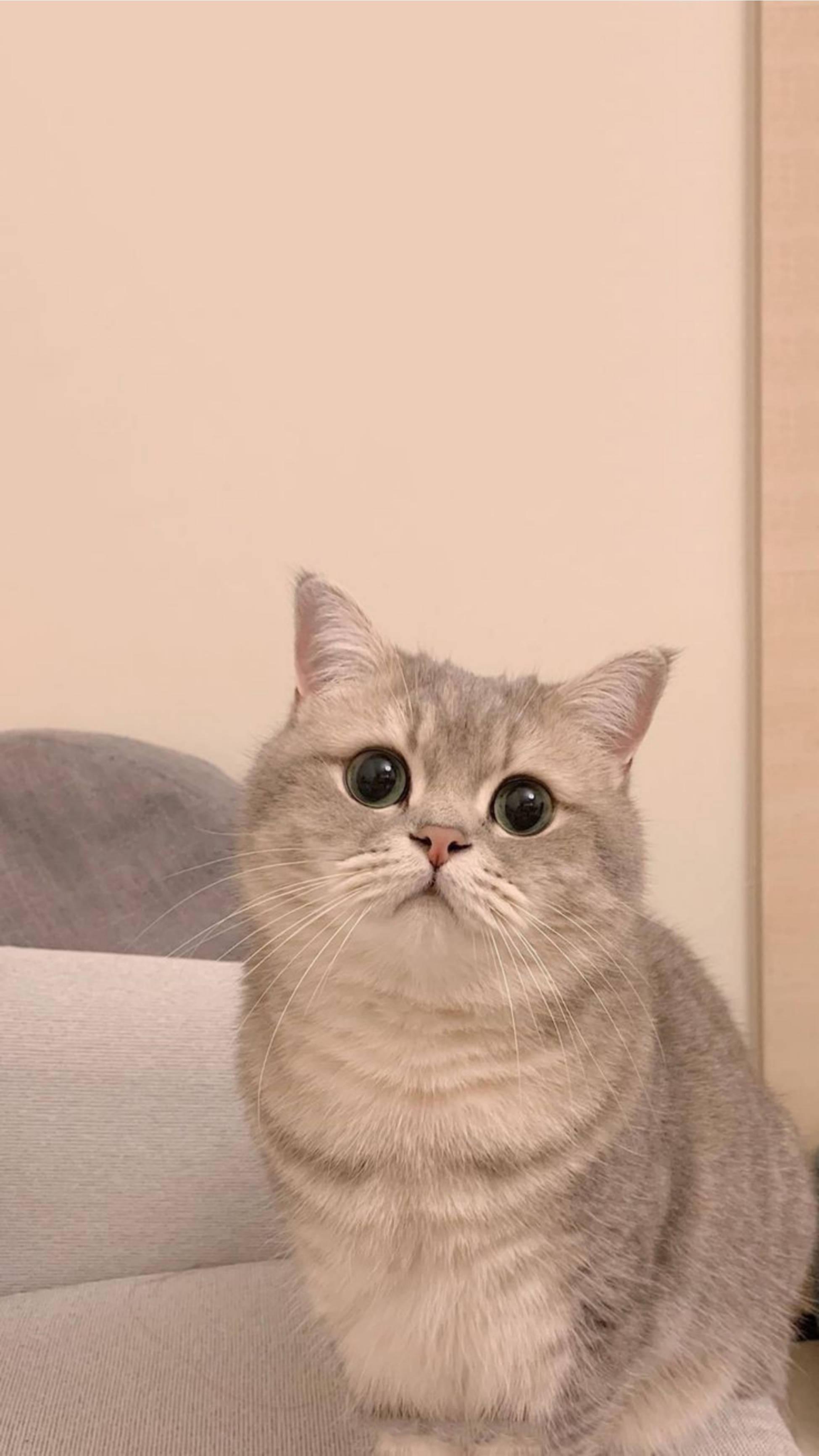 Cute Cat Aesthetic With Doll Eyes — 1949x3464 wallpaper
