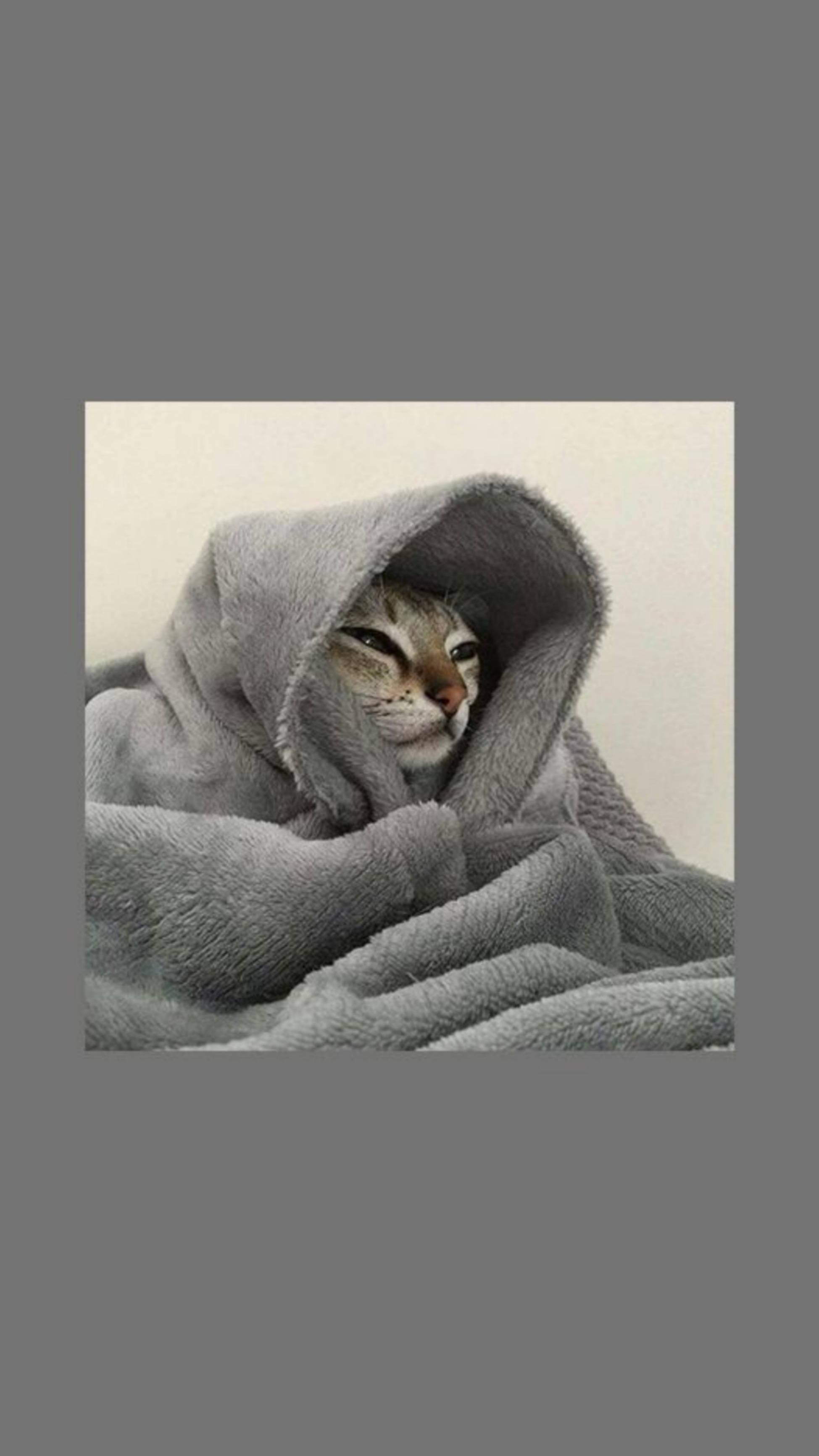 Cute Cat Aesthetic Wrapped In Towel — 1949x3464 wallpaper