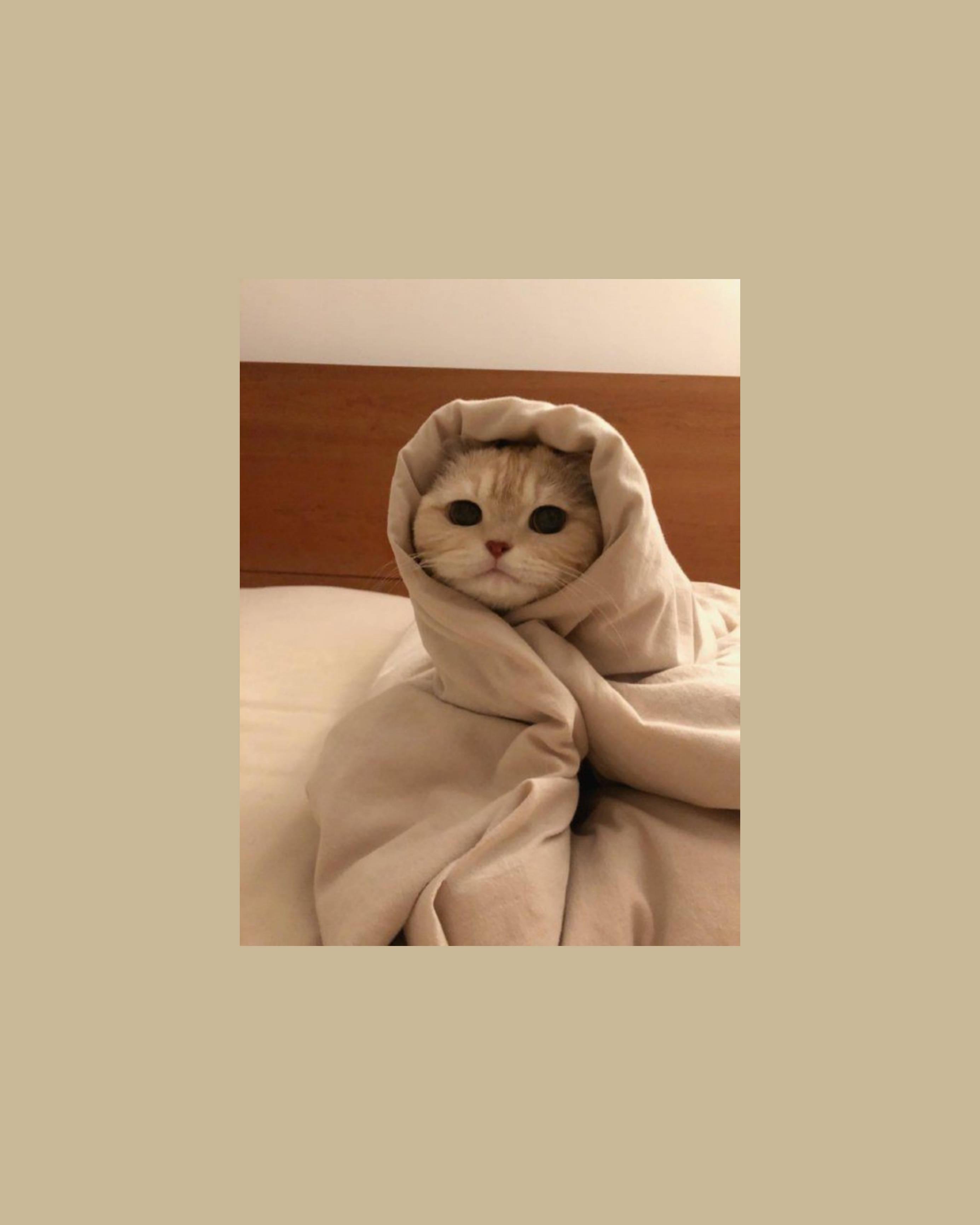 Cute Cat Aesthetic Wrapped Like A Burrito — 2771x3464 wallpaper