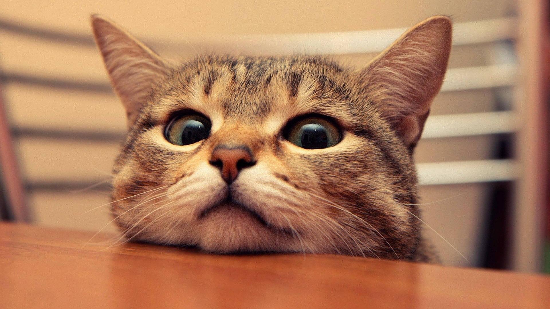 Cute Cat Head — 1920x1080 wallpaper