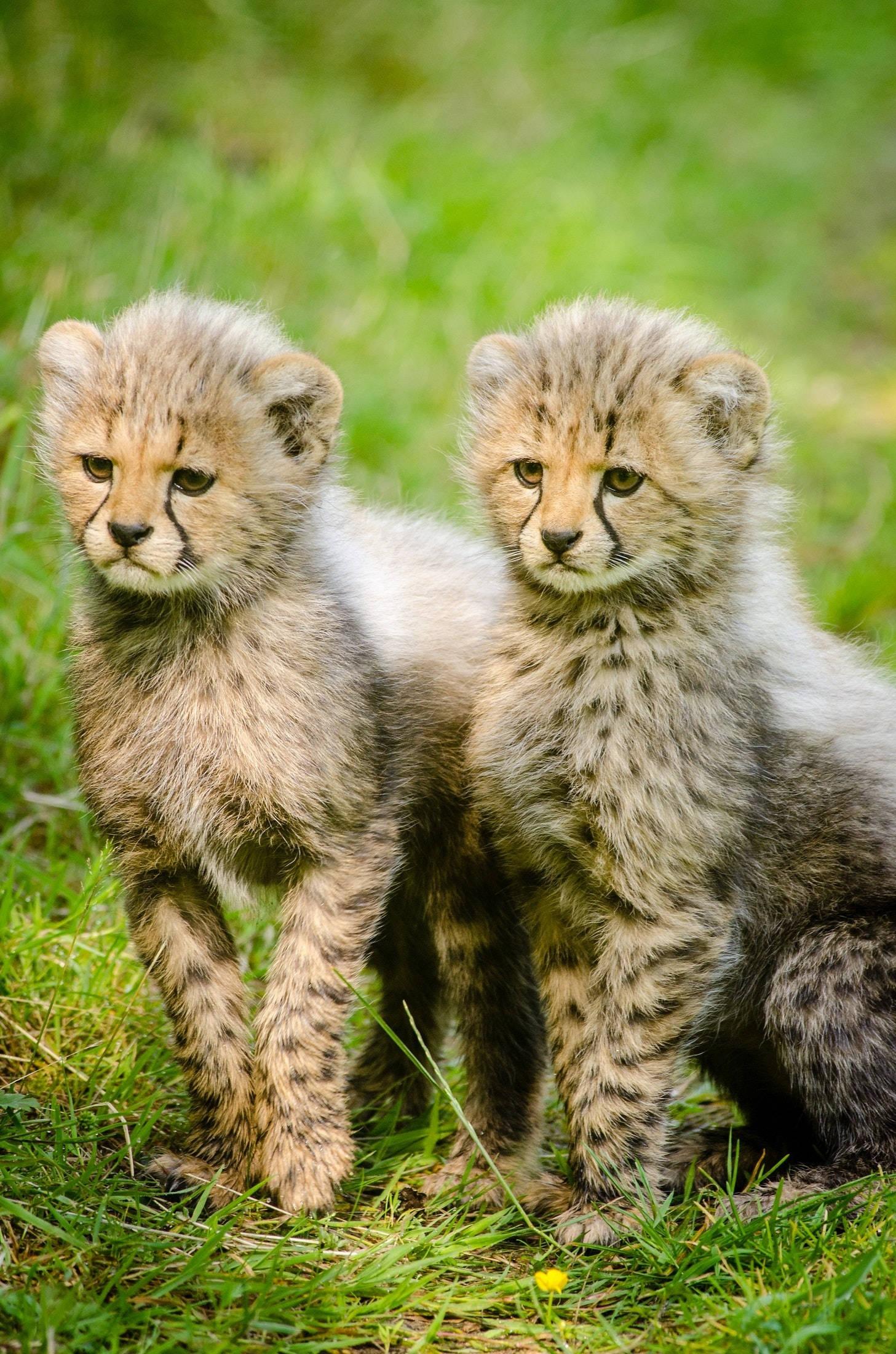 Cute Cheetah Cubs — 1457x2200 wallpaper