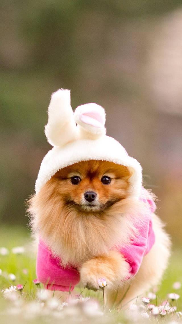 Cute Dog For Cute Girl Phone — 640x1136 wallpaper