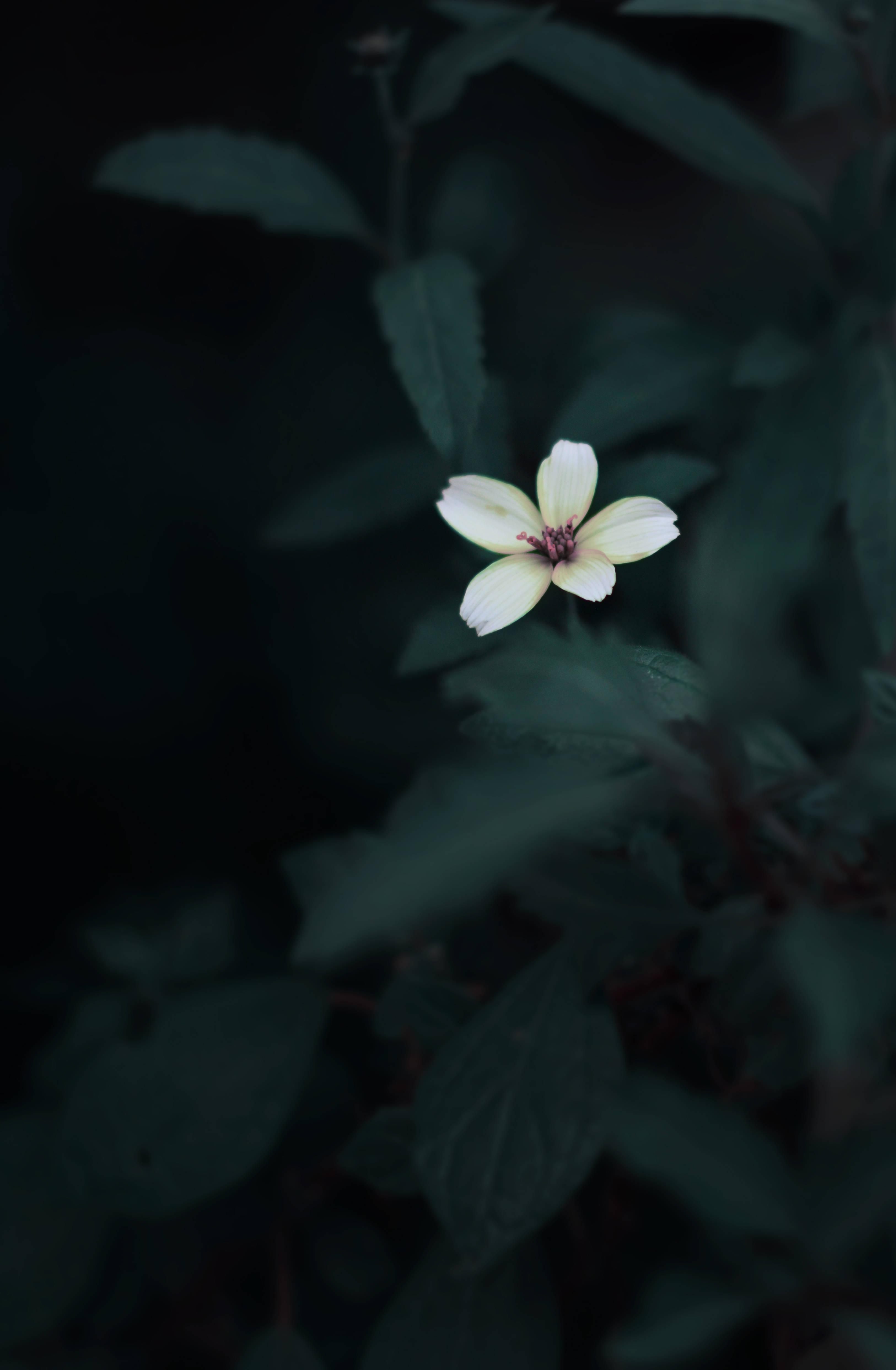 Cute Flower Dark Green Aesthetic — 3251x4972 wallpaper