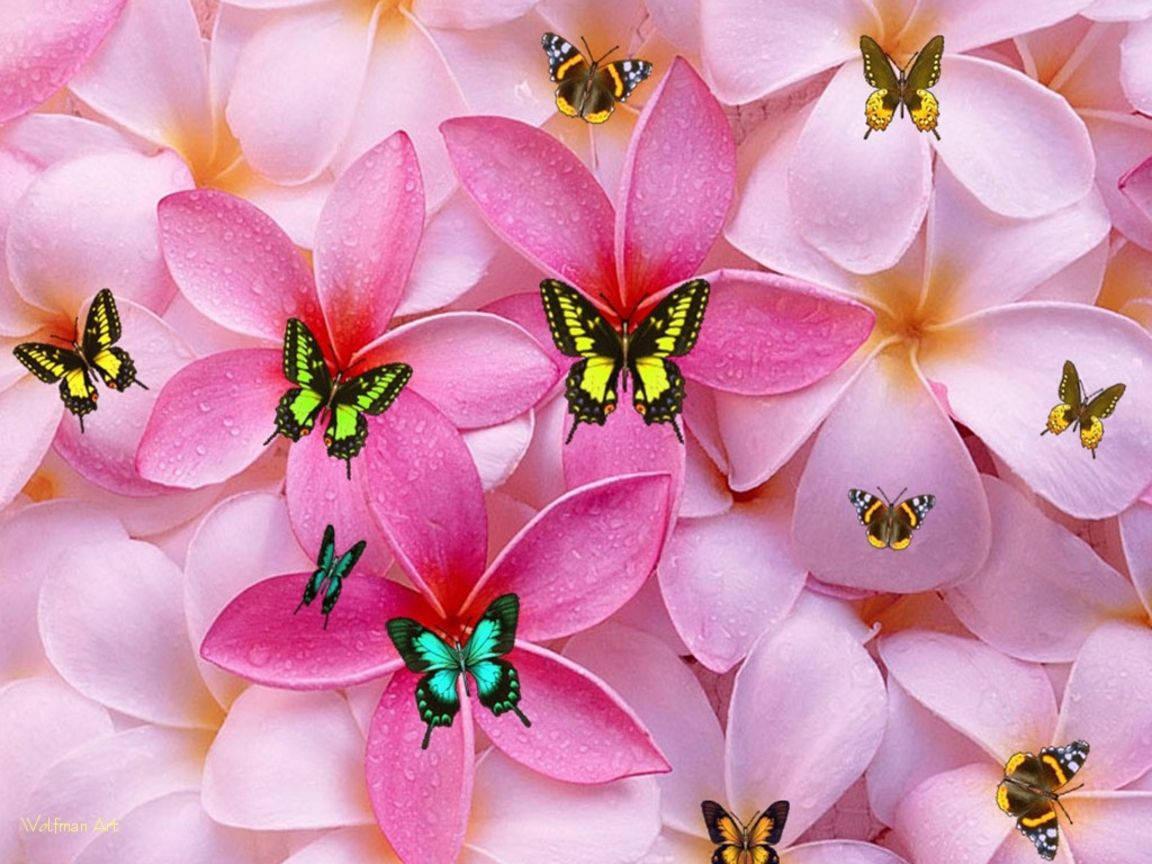 Cute Girly Flowers And Butterflies — 1152x864 wallpaper