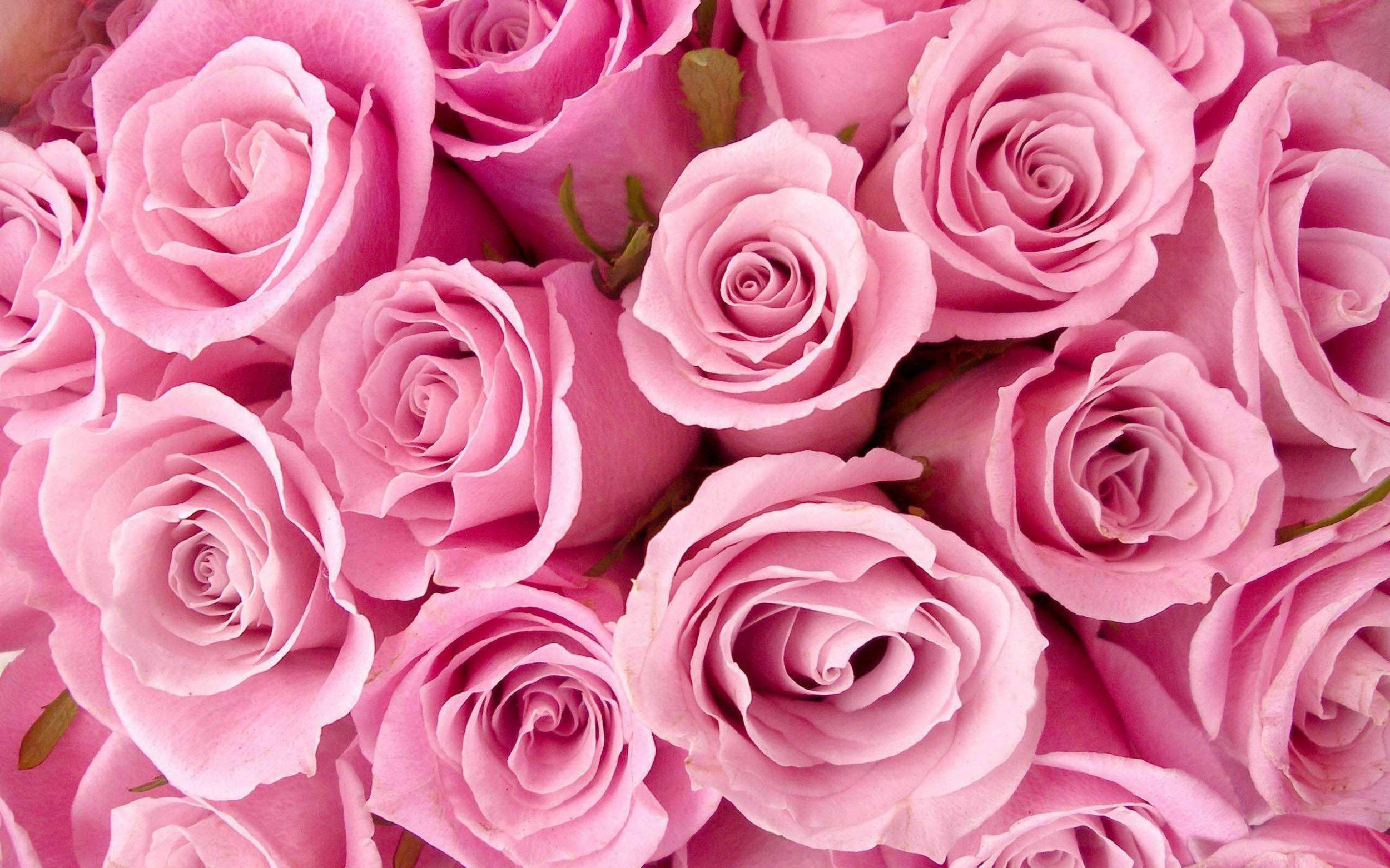 Cute Girly Roses — 2500x1562 wallpaper