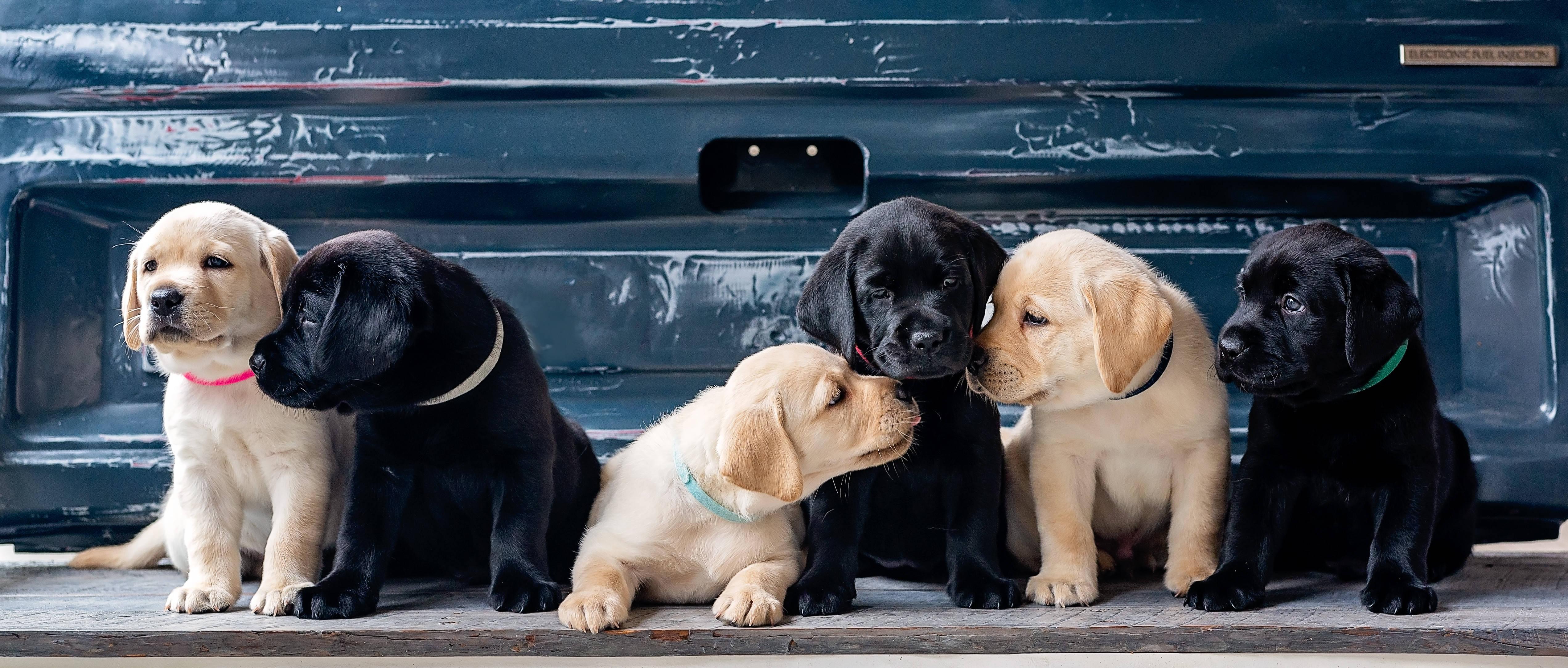 Cute Labrador Puppies — 5086x2167 wallpaper
