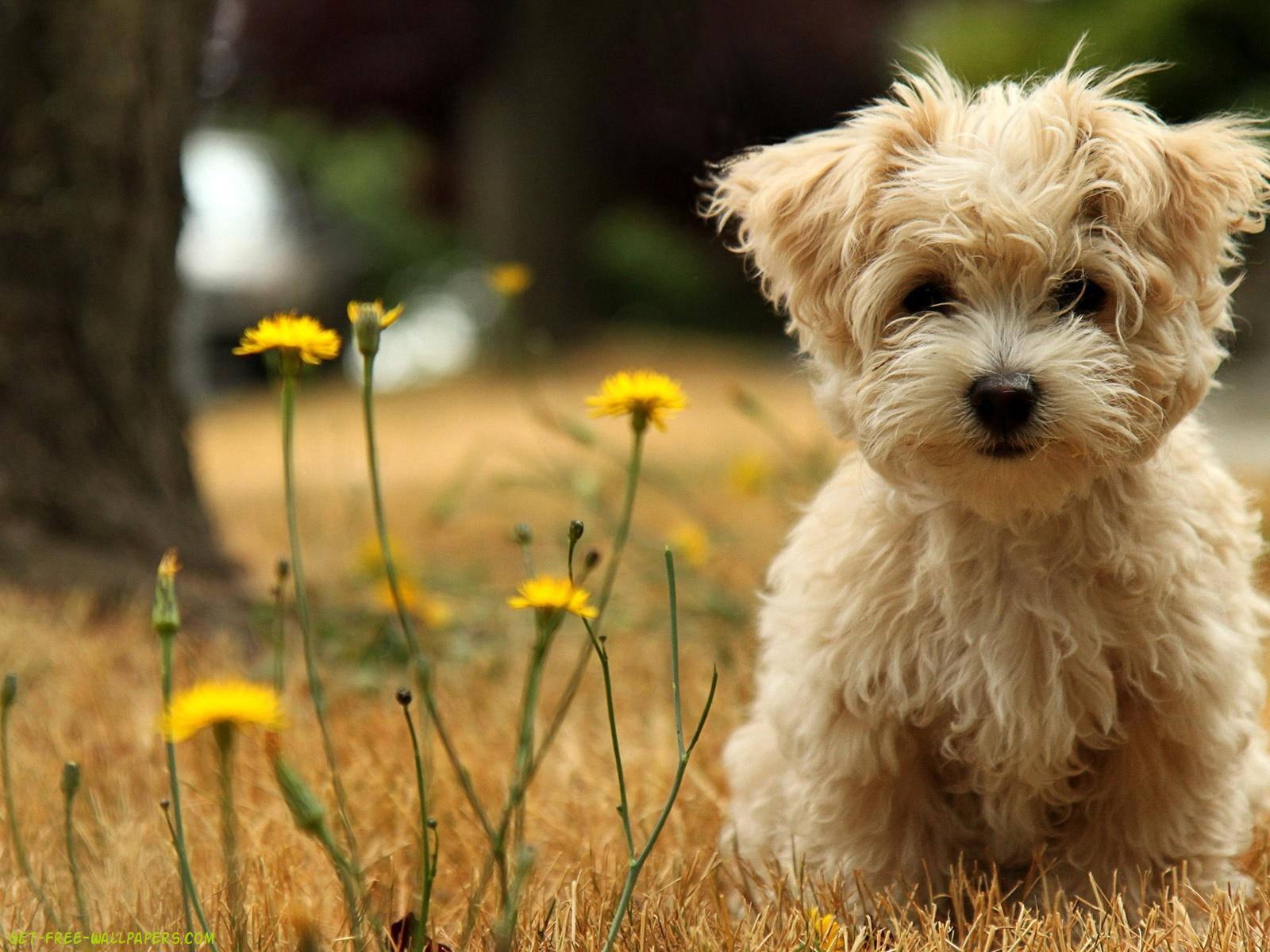 Cute Maltese Puppy On Grass — 1600x1200 wallpaper