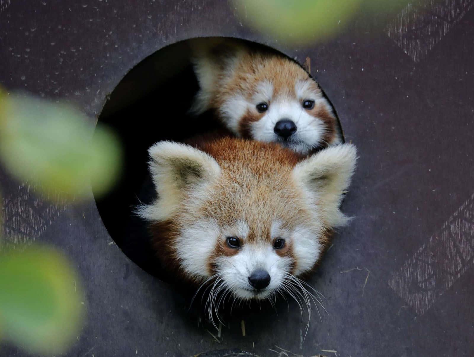 Cute Red Panda pictures — 1600x1206 wallpaper