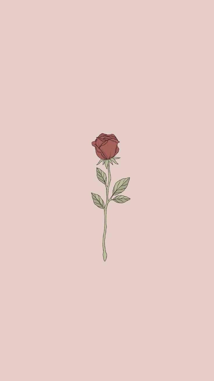 Cute Rose Aesthetic Phone — 736x1308 wallpaper