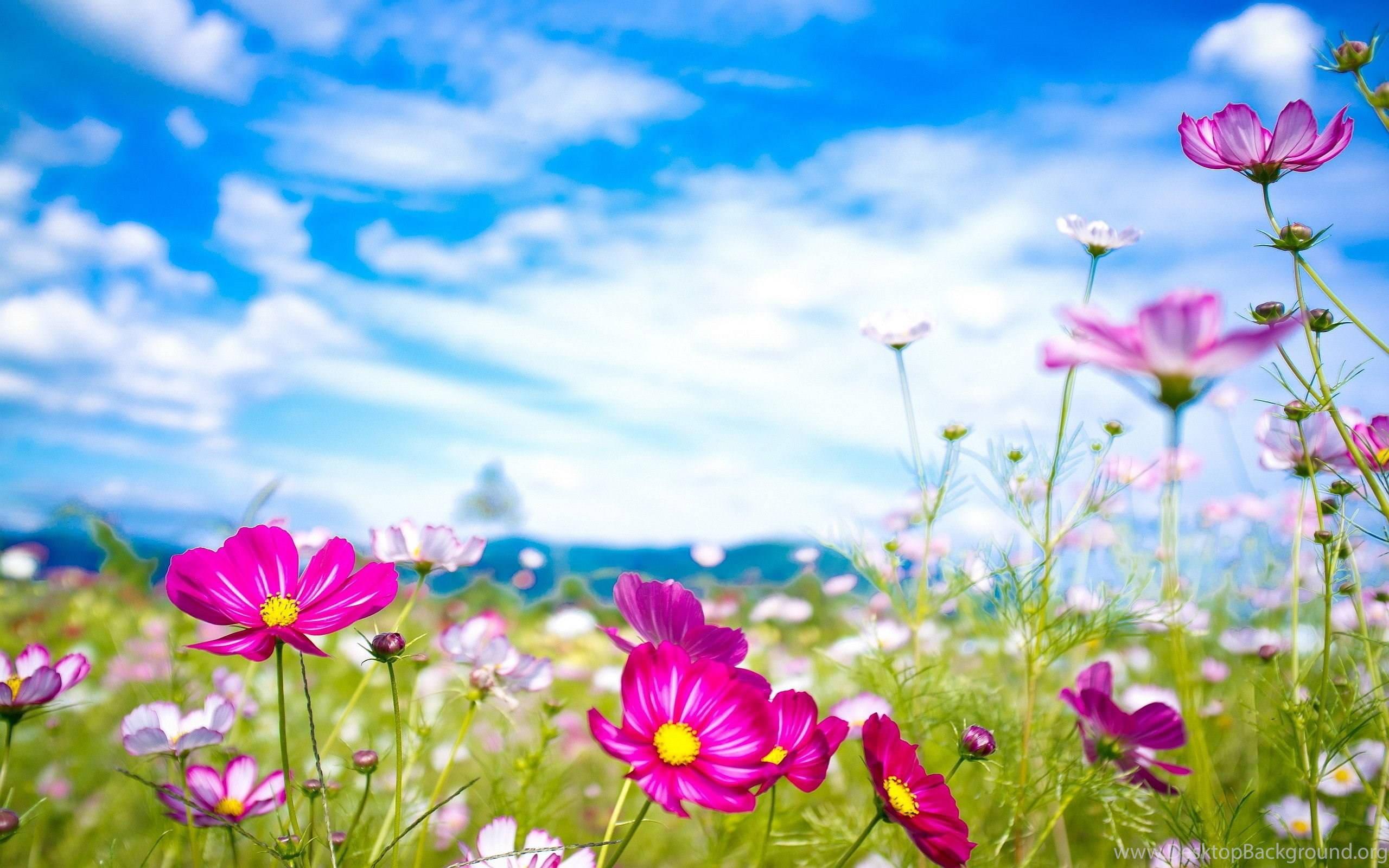 Cute Summer Pink Flower Scenery — 2560x1600 wallpaper