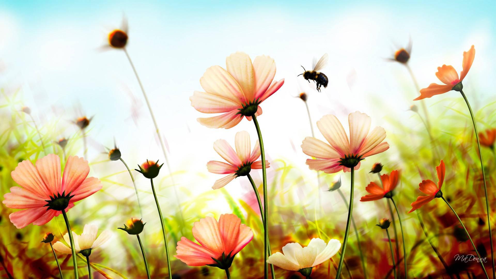 Cute Summer Pink Flowers — 1920x1080 wallpaper