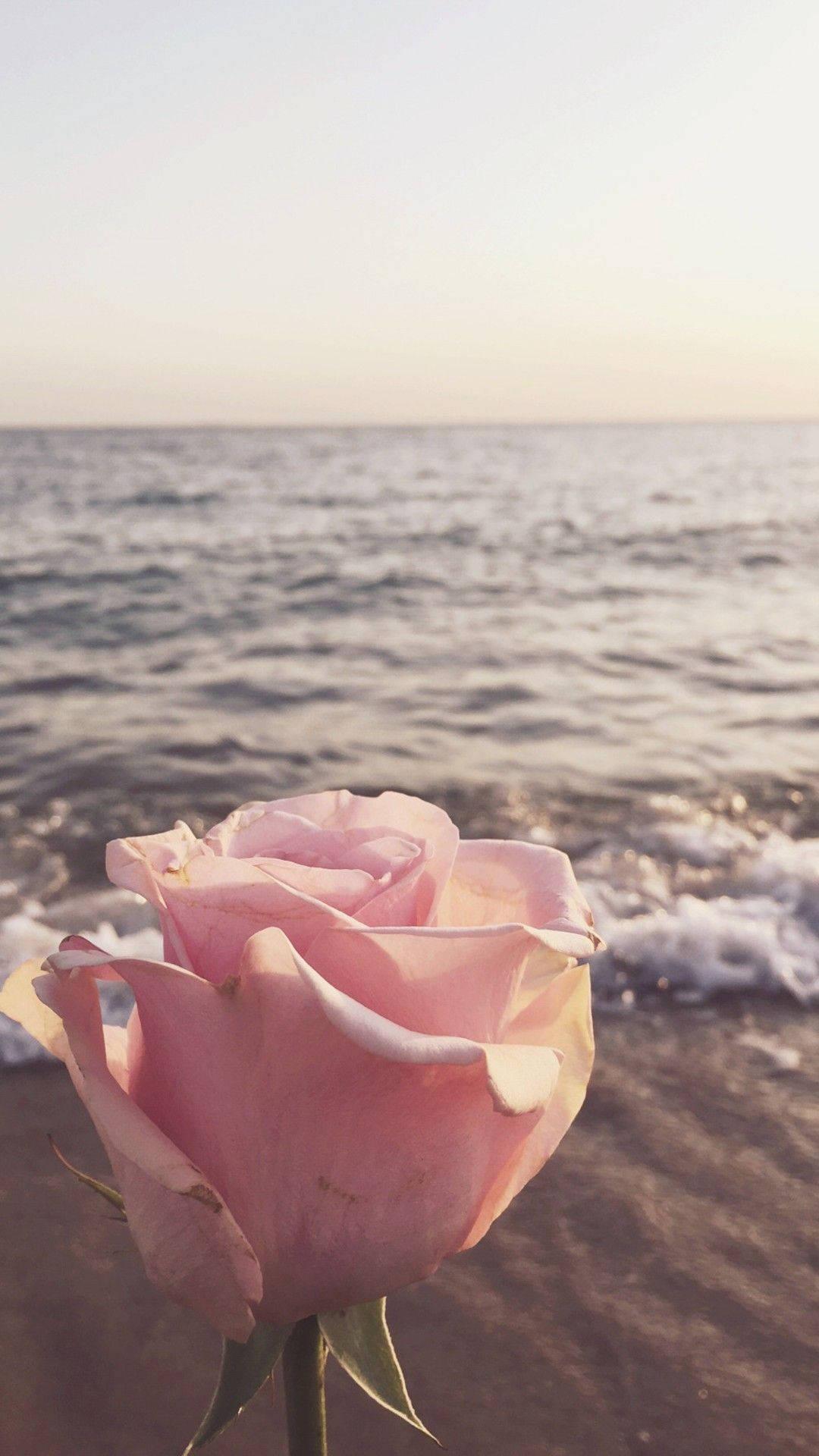 Cute Summer Pink Rose — 1080x1920 wallpaper