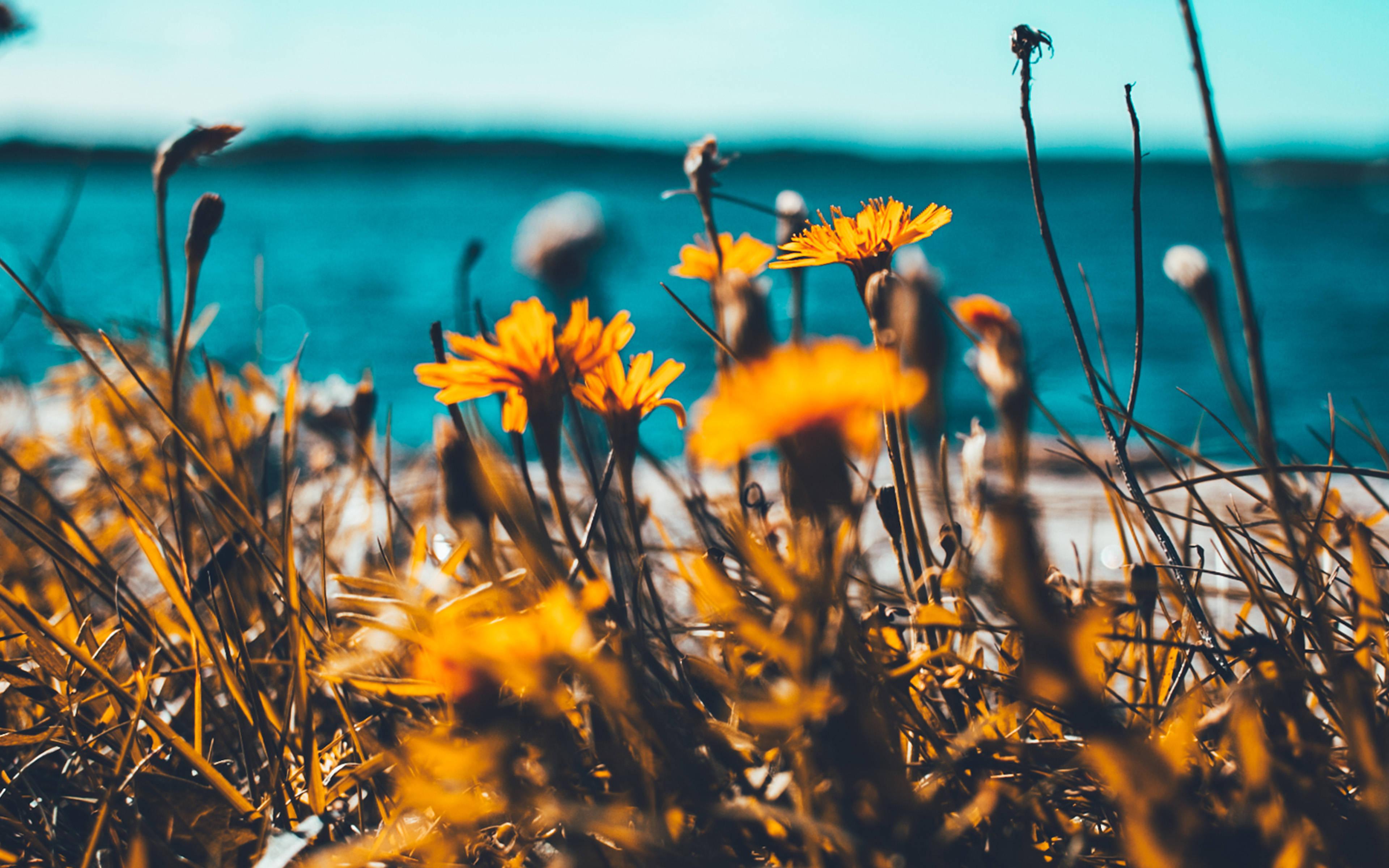 Cute Summer Yellow Flowers — 3840x2400 wallpaper