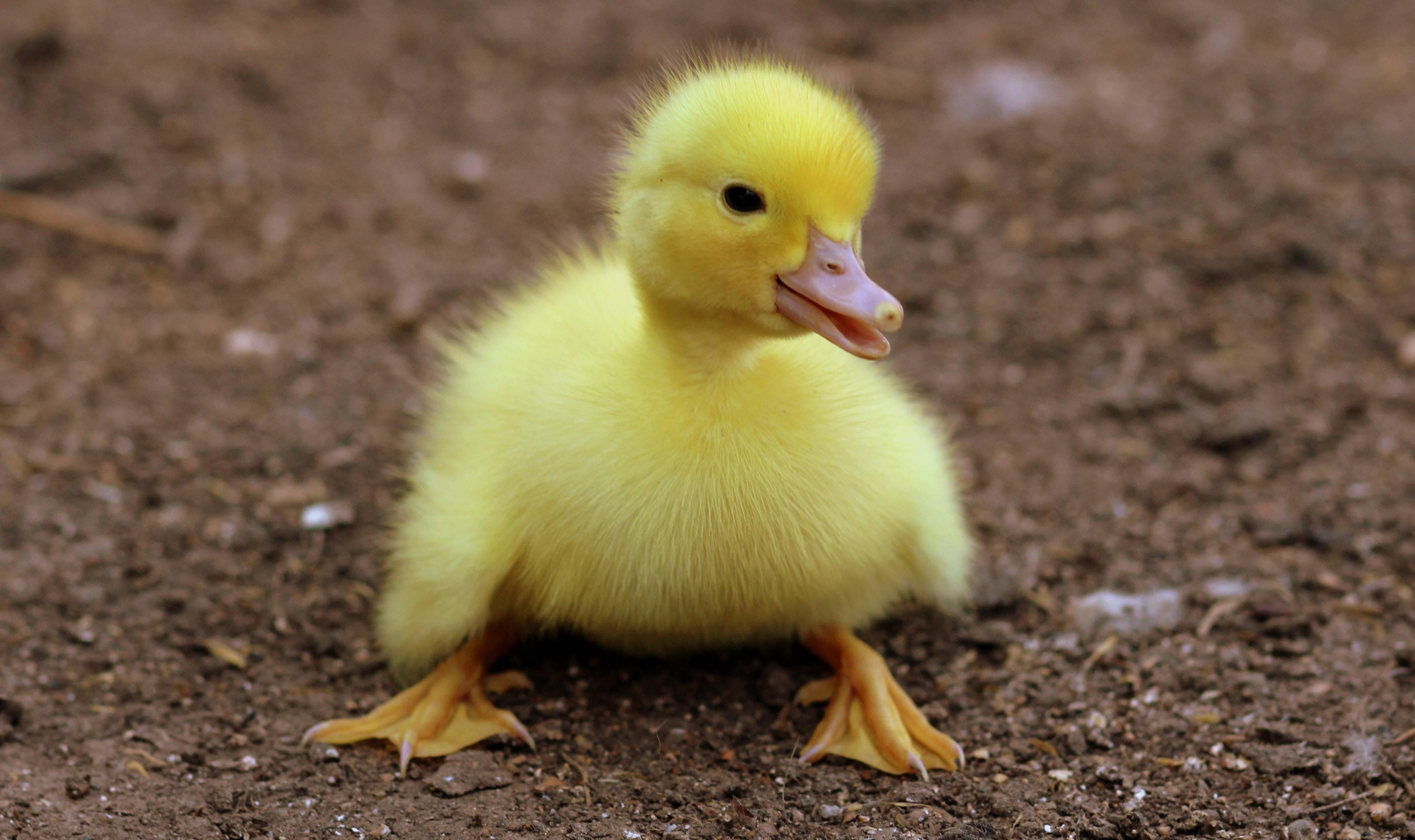 Cute Yellow Duckling — 4275x2539 wallpaper