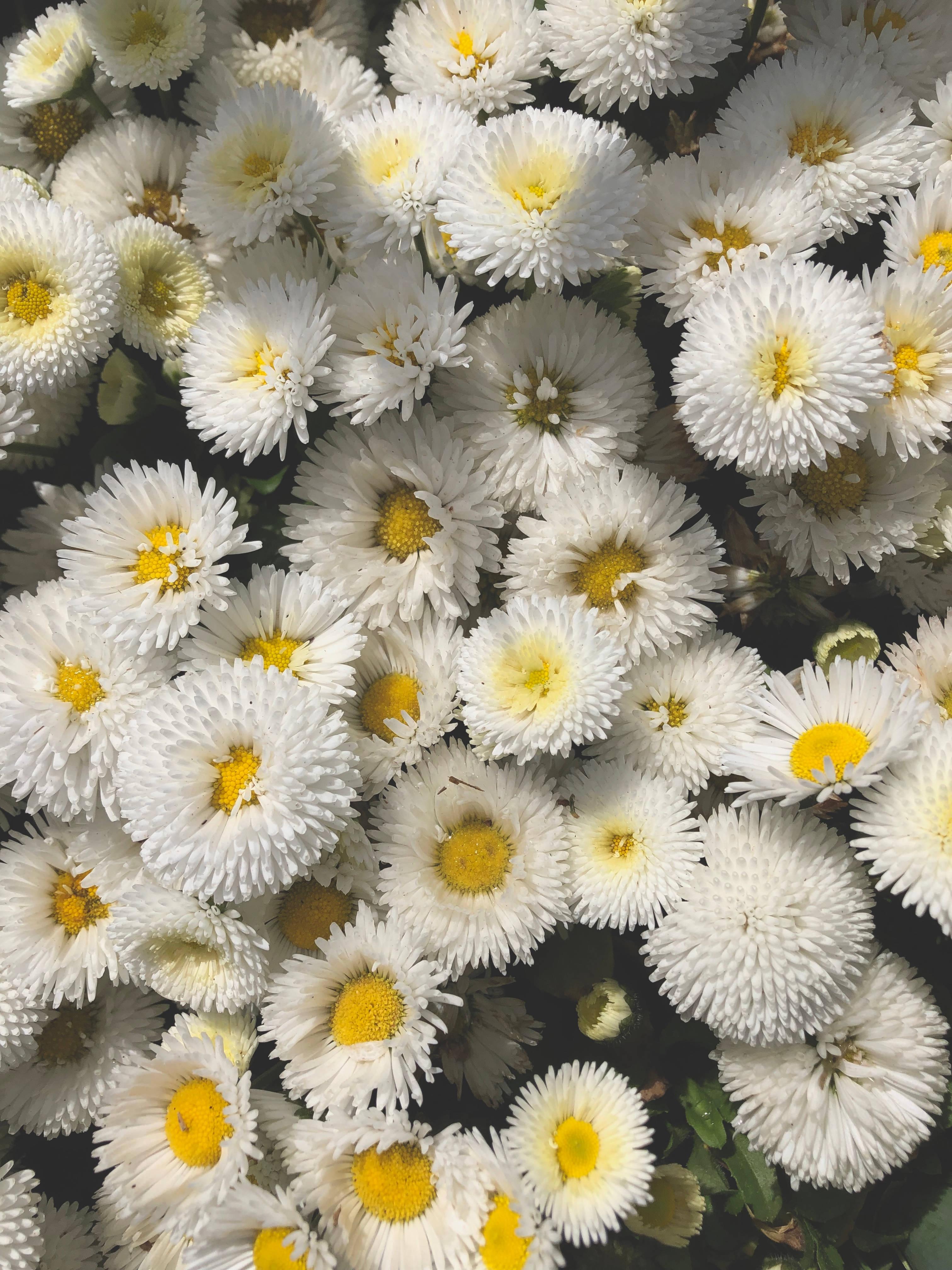 Daisies for Days: A Beautiful Aesthetic for the Summer — 3024x4032 wallpaper