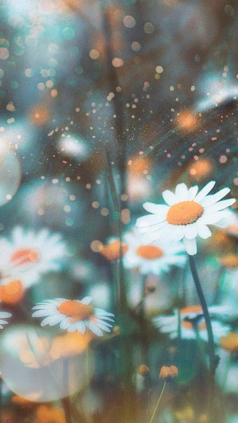 daisies in the field with a blurry background