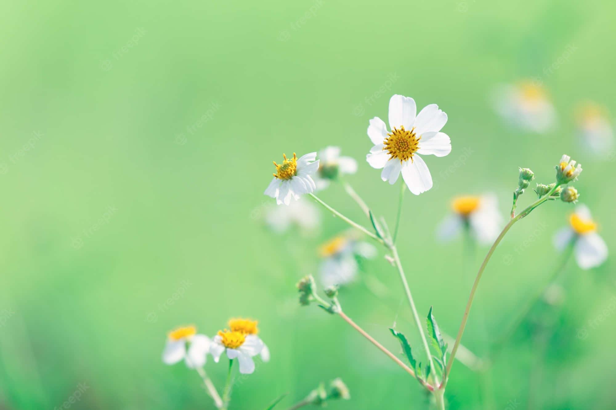 Daisies Nature Flower — 2000x1333 wallpaper