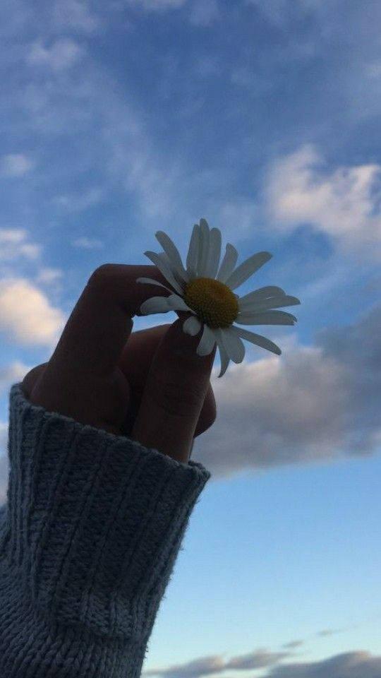 Daisy Under Cloudy Sky PFP Aesthetic — 540x960 wallpaper