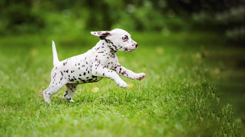 Dalmatian Puppy Picture — 1040x585 wallpaper