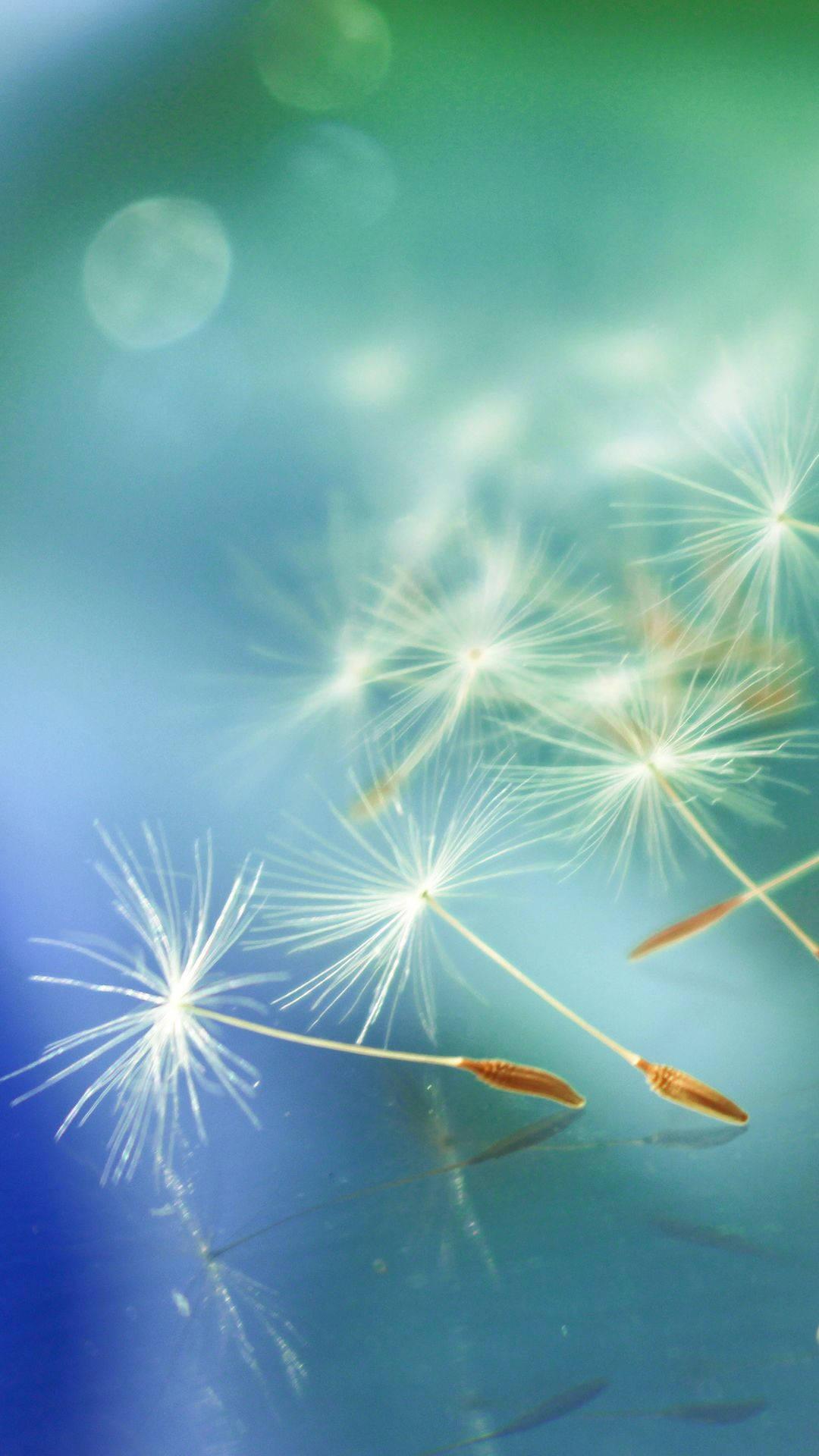 Dandelion Flower Pretty Phone — 1080x1920 wallpaper