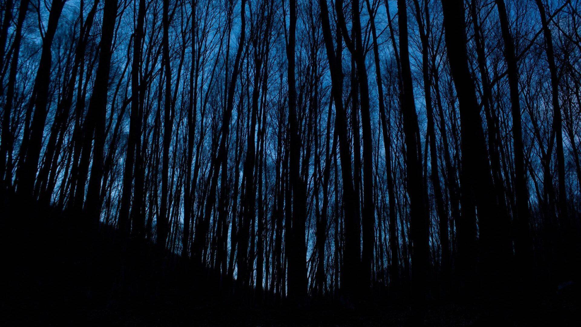 Dark Aesthetic Shadow Trees — 1920x1080 wallpaper