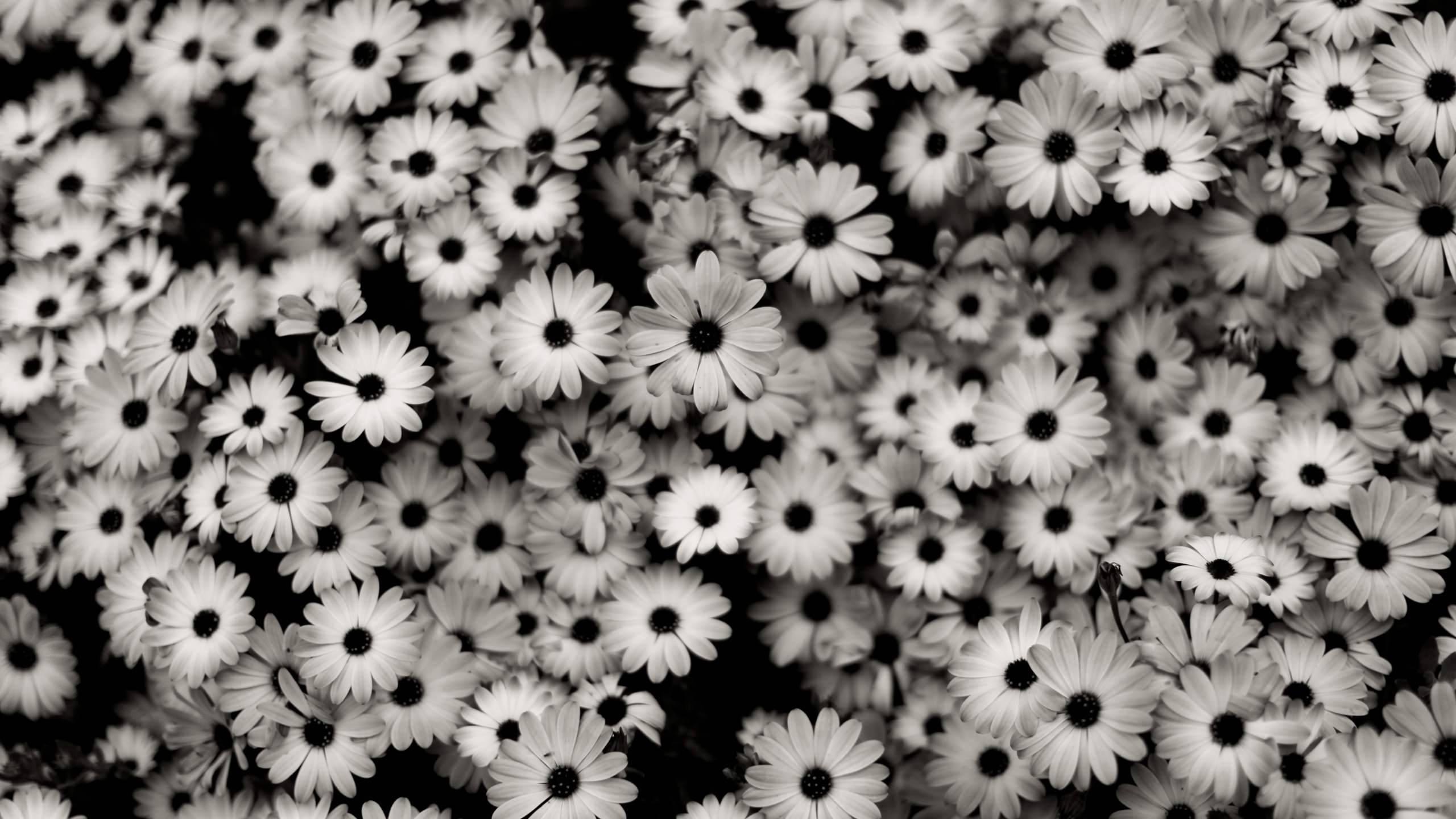 Dark Aesthetic White Florals — 2560x1440 wallpaper