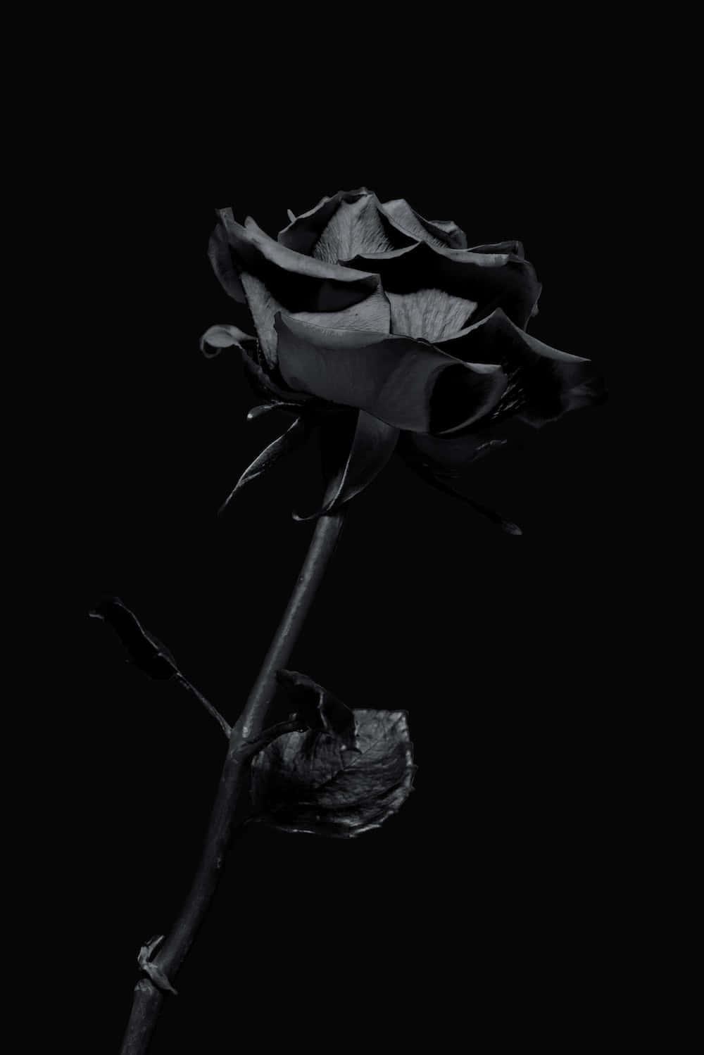 Dark Black Rose Picture — 1000x1499 wallpaper