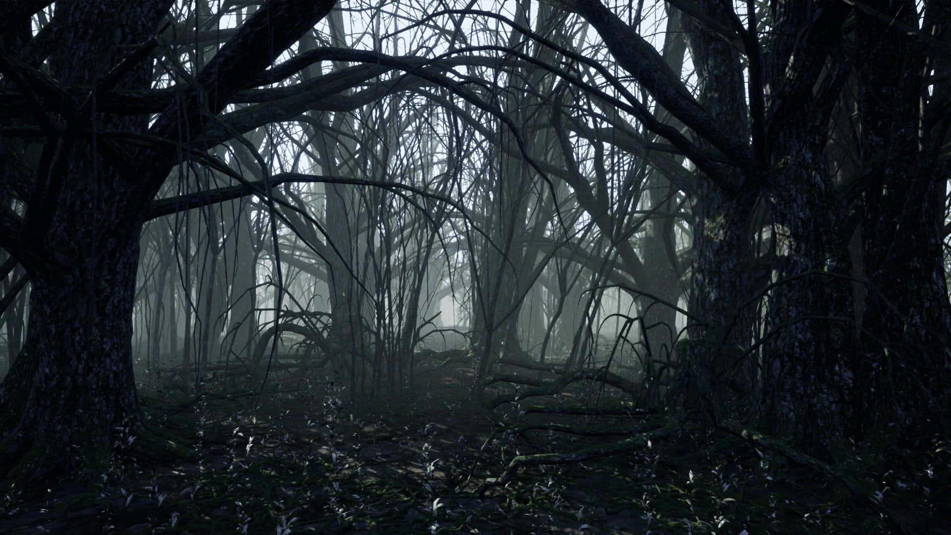 Dark Forest Background Picture — 1920x1080 wallpaper