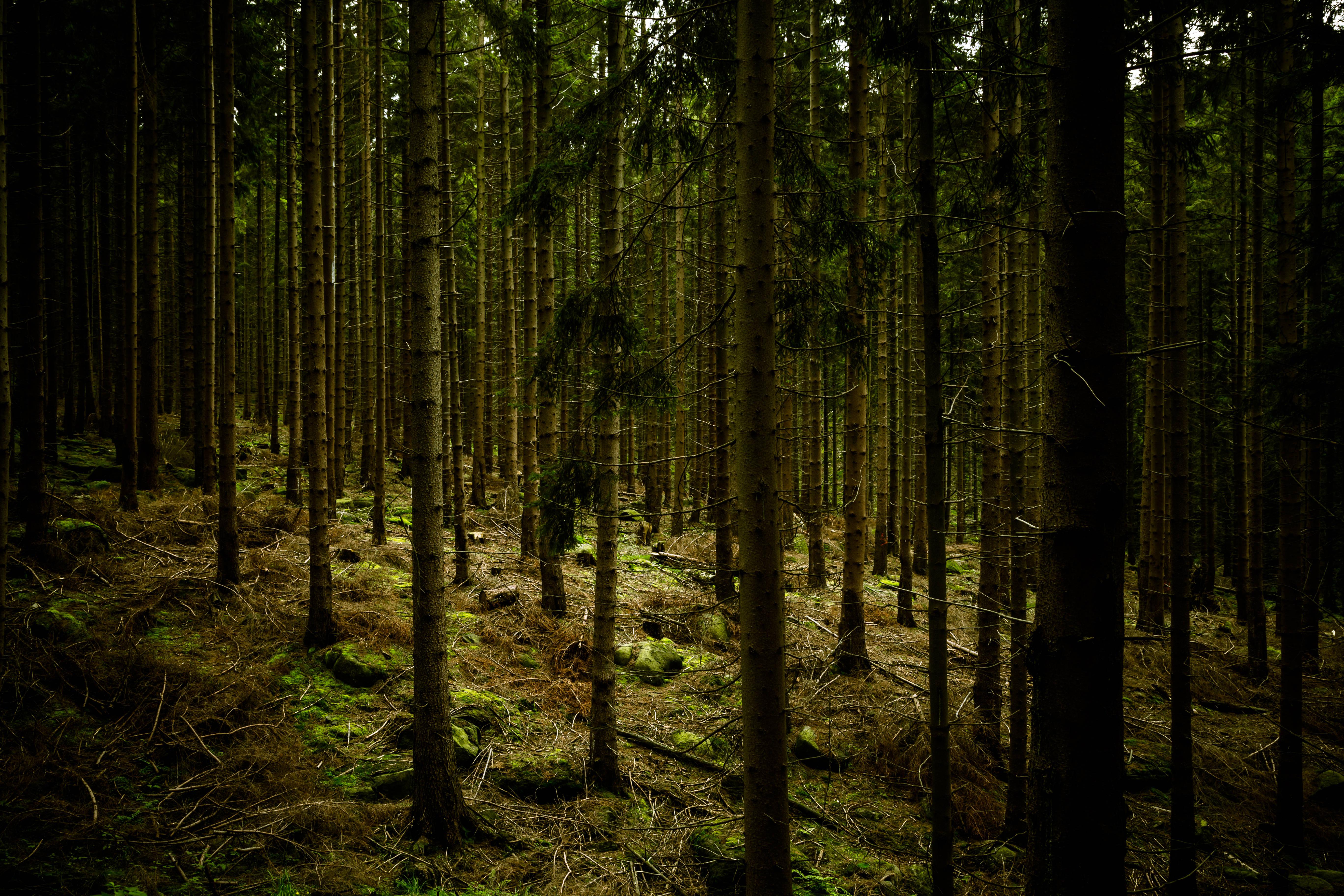Dark Green Forest — 5472x3648 wallpaper