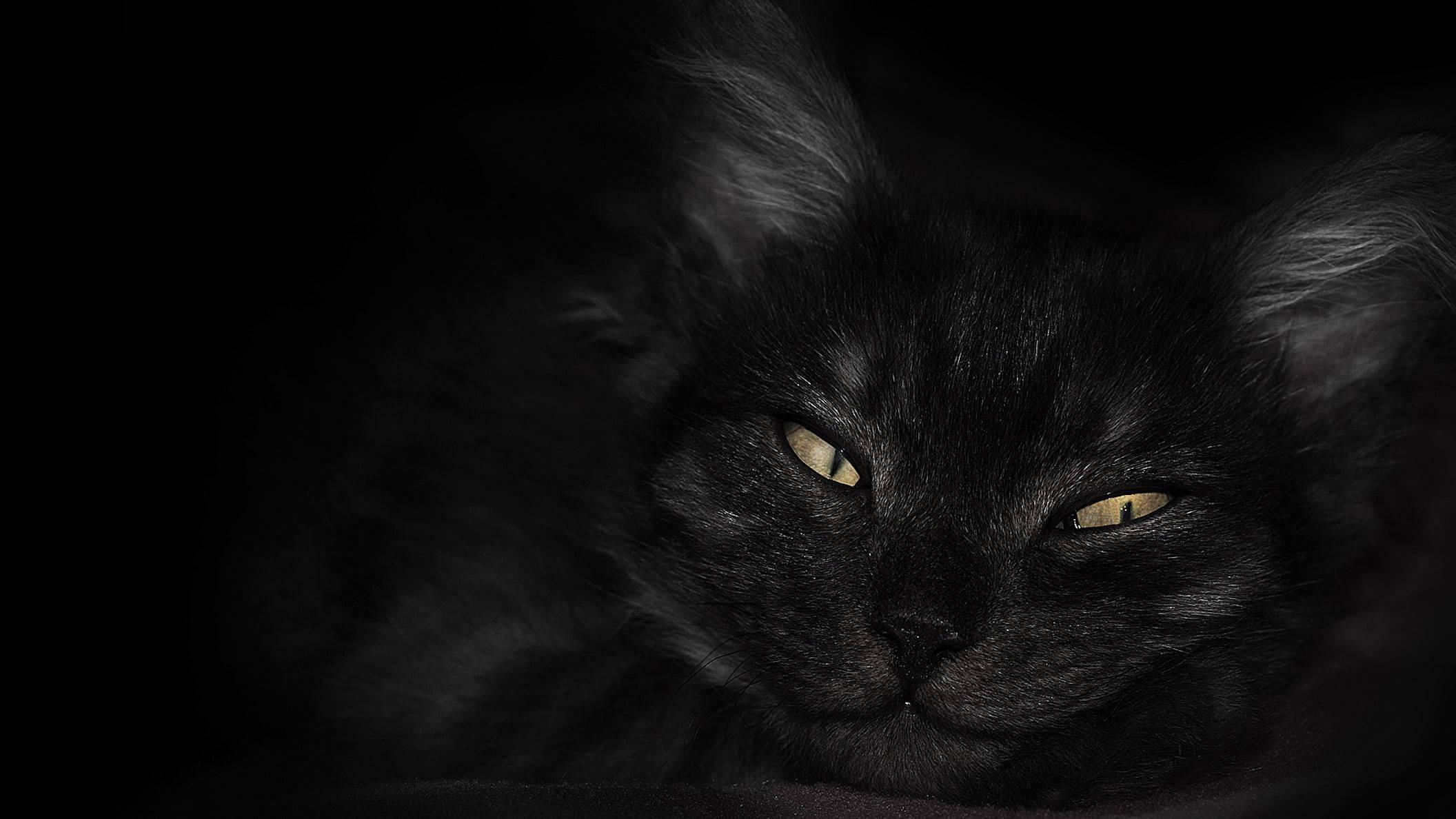 Dark Laptop Black Cat With Yellow Eyes — 2112x1188 wallpaper