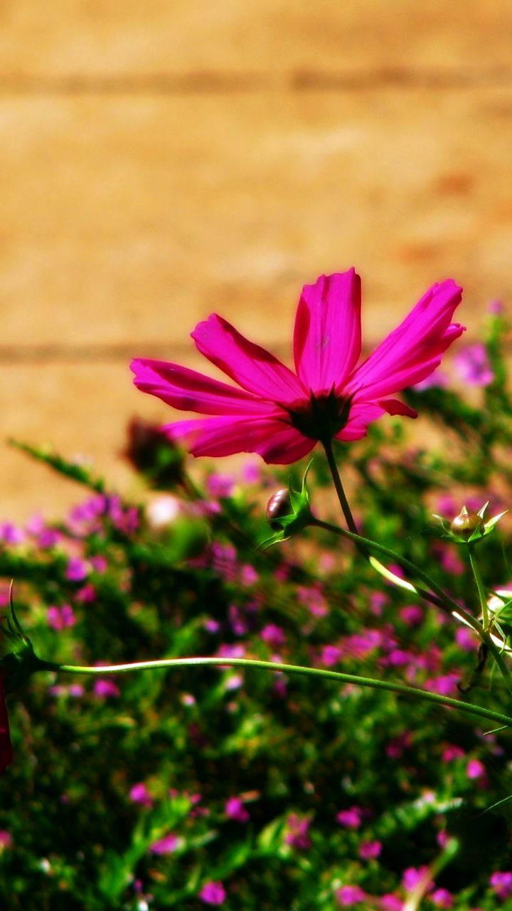 Dark Pink Flower Pretty Phone — 720x1280 wallpaper