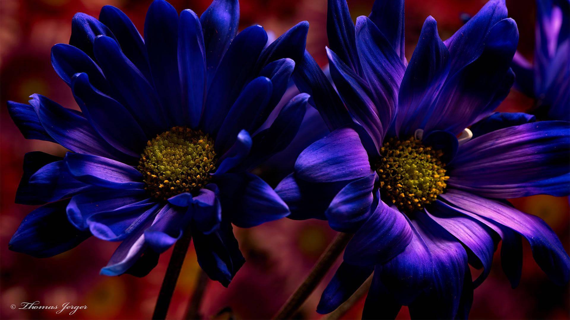 Dark Purple Flowers Laptop — 1920x1080 wallpaper