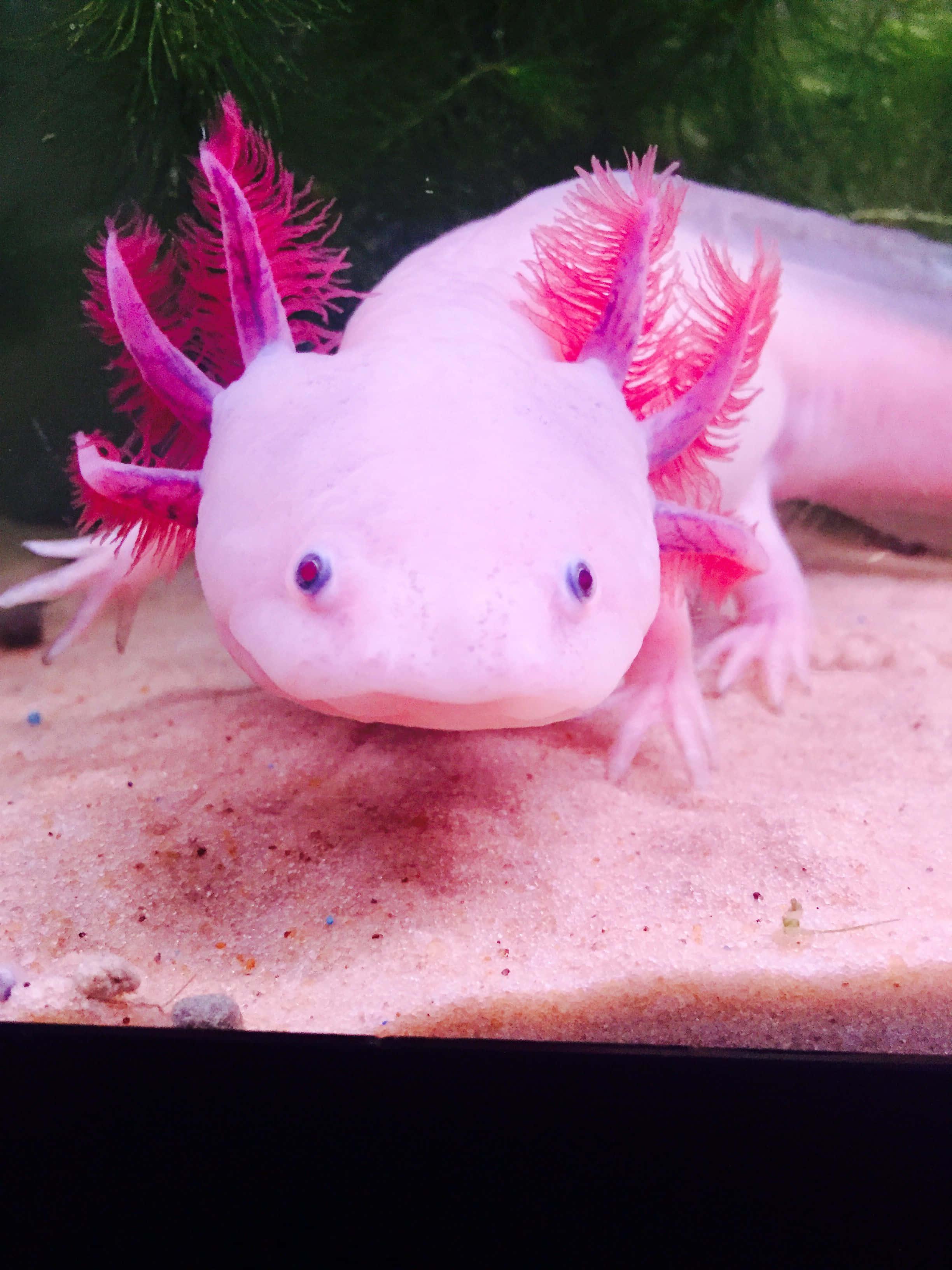 Dazzling axolotl swimming in water — 2448x3264 wallpaper