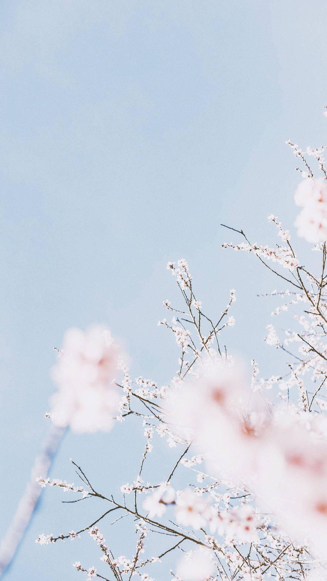 Delicate pink sakura contrasted against calming pastel blue atmosphere — 1082x1920 wallpaper