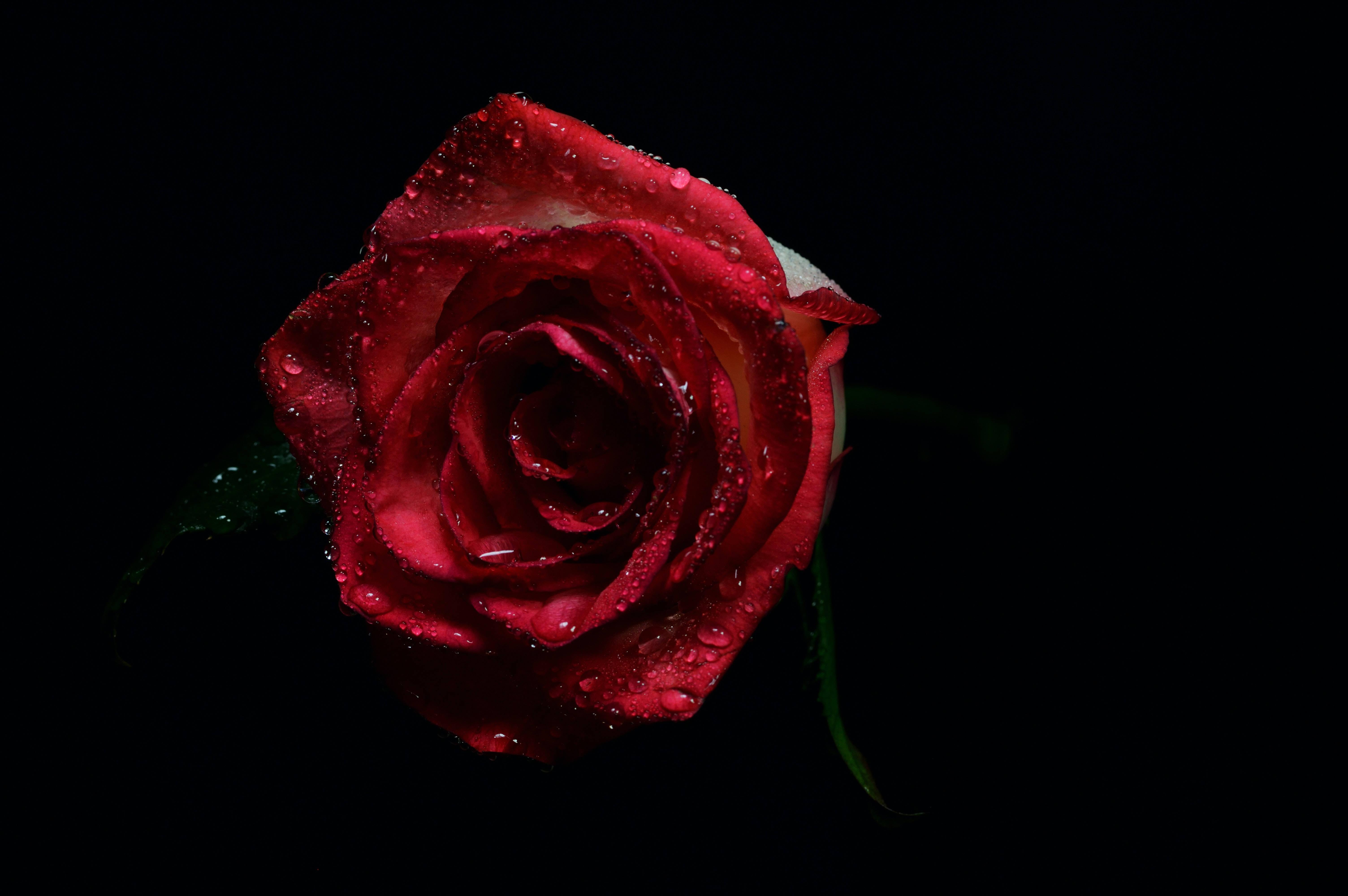 Delicate Red Petals on Black Screen — 6016x4000 wallpaper