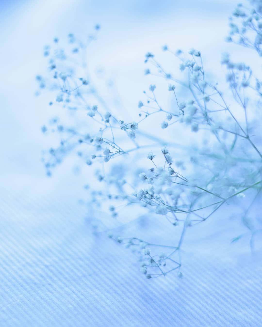 Delicate smoky blue petals reach for the sky — 1080x1350 wallpaper