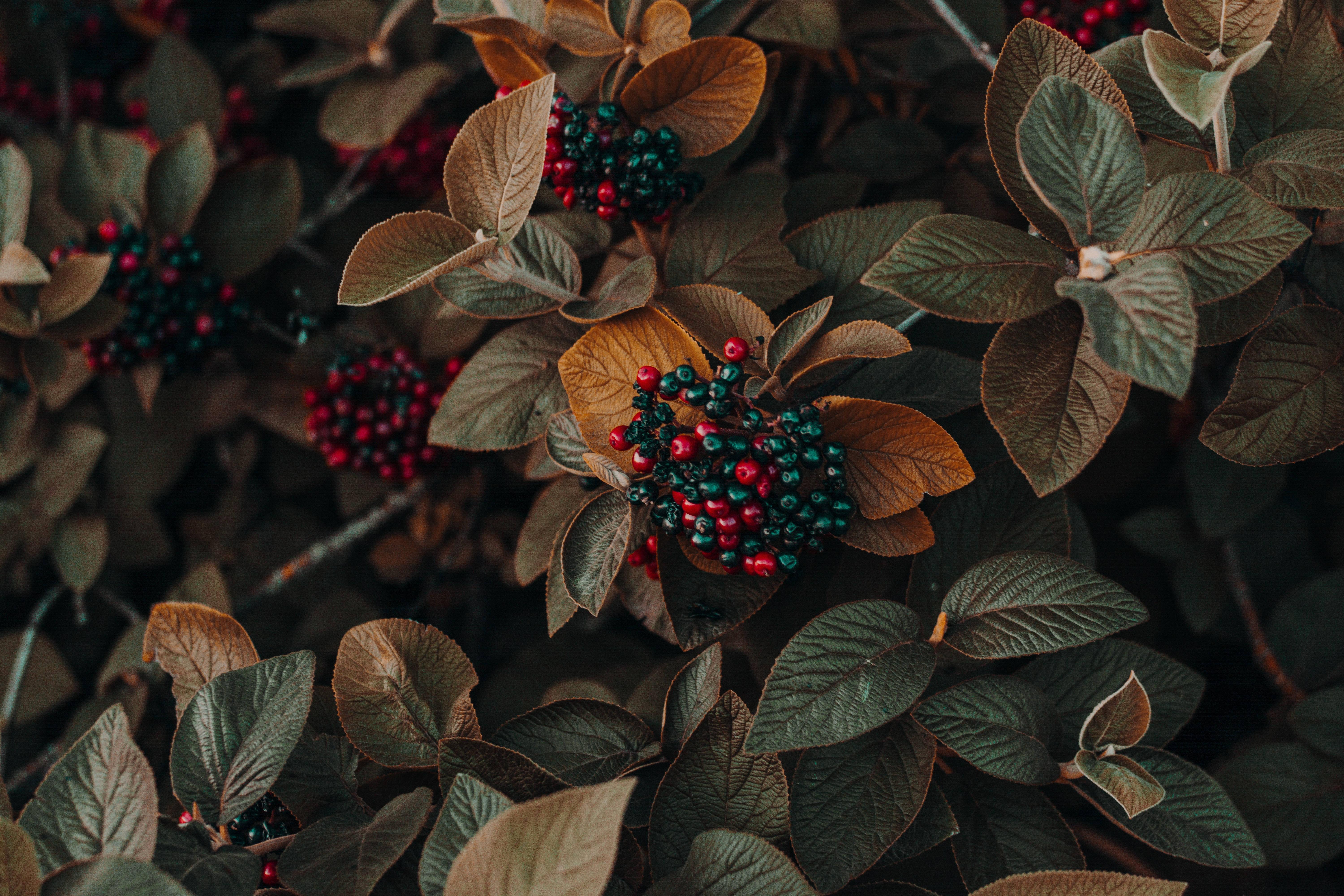 Desktop 4K Berries Photography — 6000x4000 wallpaper
