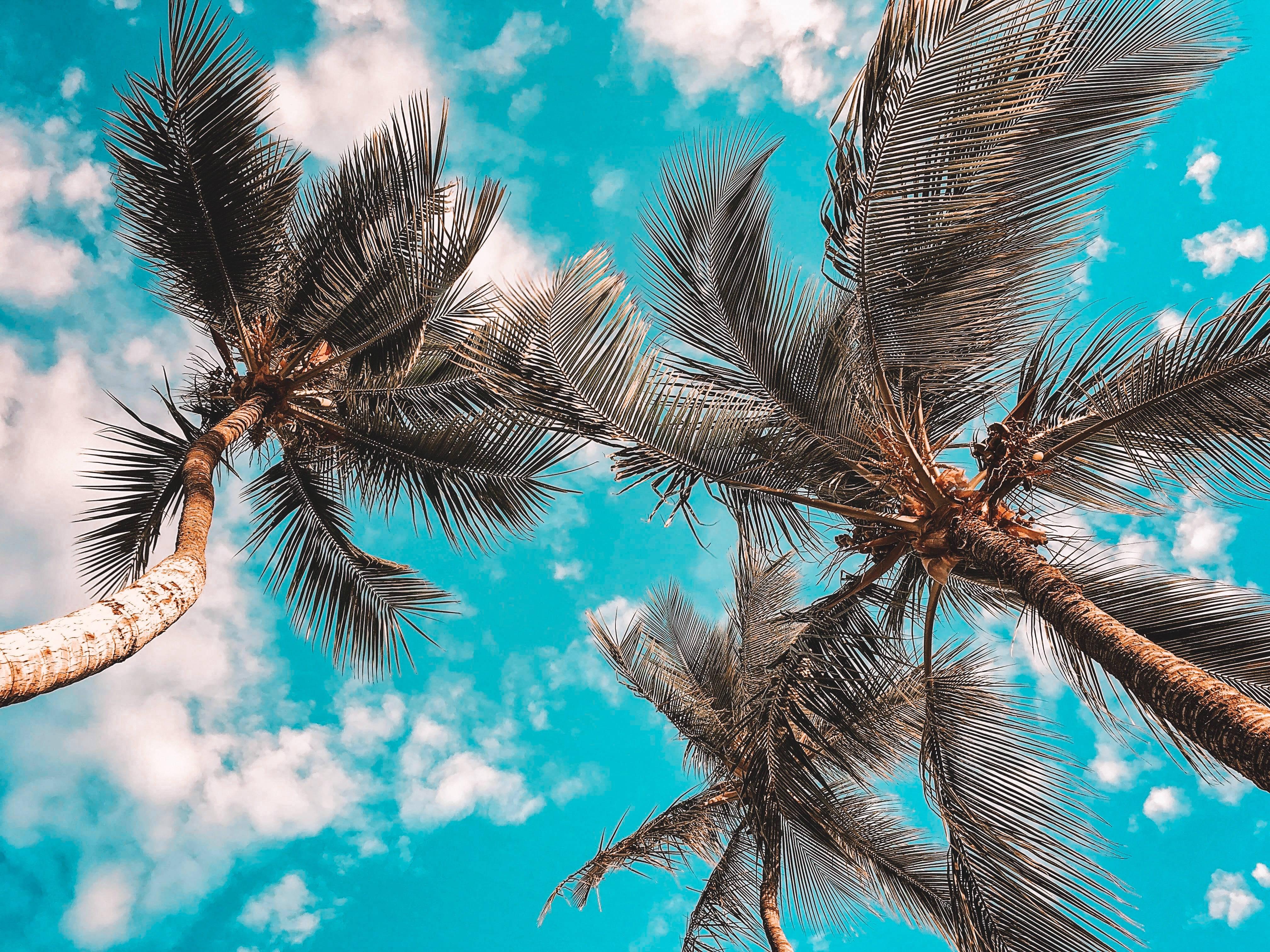 Desktop 4K Coconut Palms — 4032x3024 wallpaper