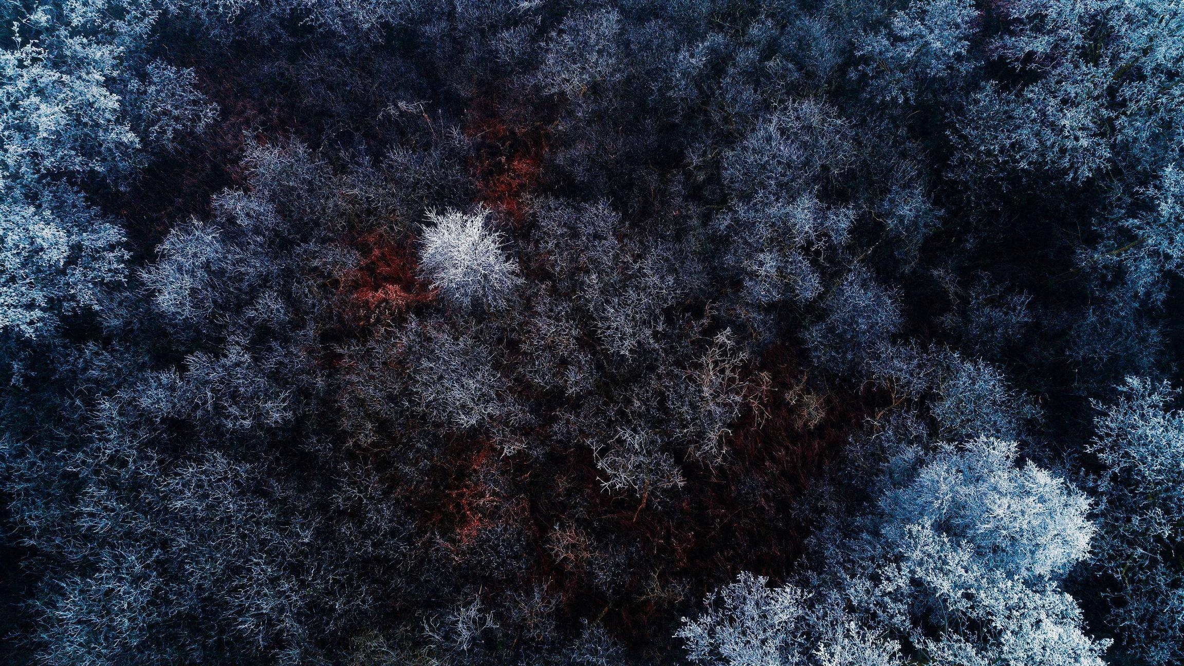 Desktop 4K Forest Aerial View — 2304x1296 wallpaper