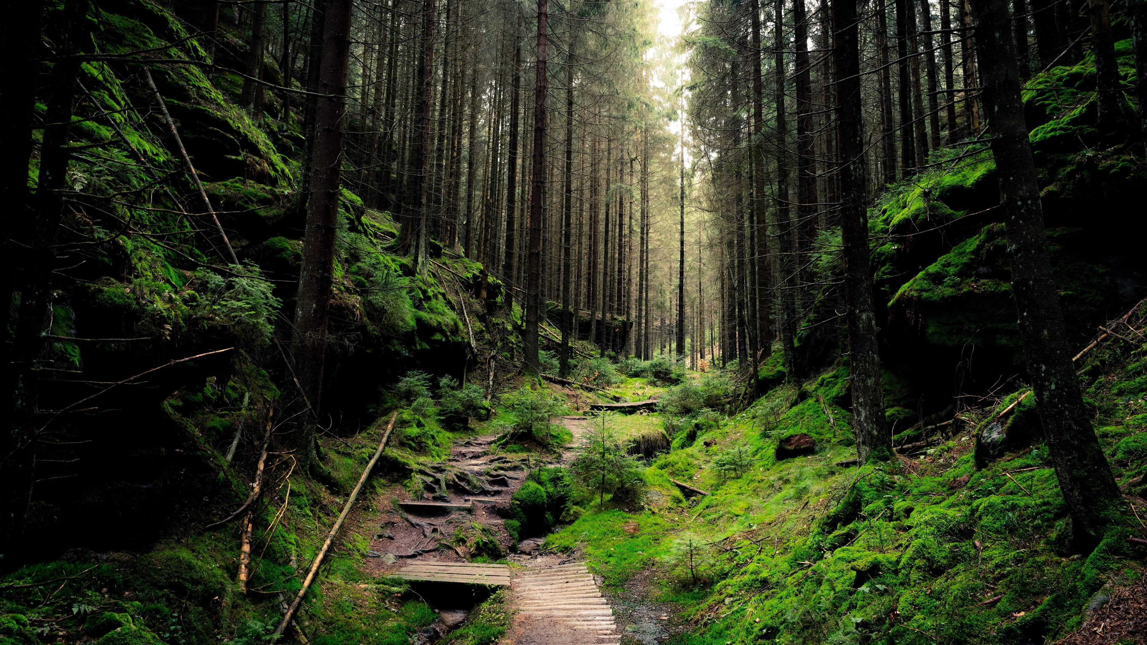 Desktop 4K Lush Green Forest — 3840x2160 wallpaper