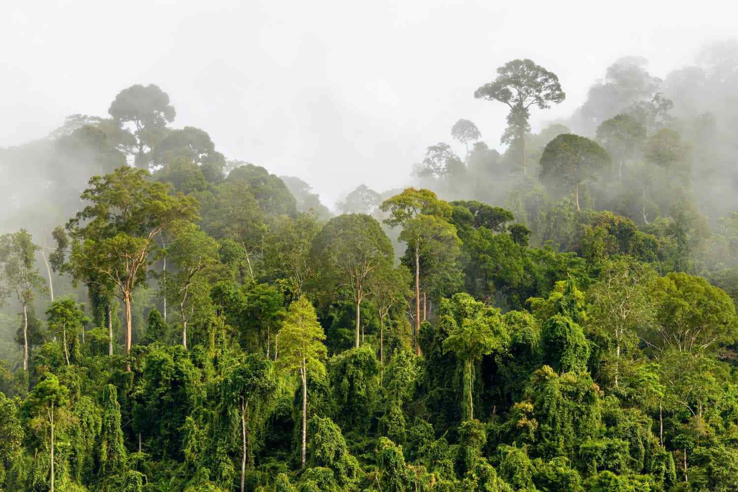 Discover the Magical World of Forest — 1500x1000 wallpaper