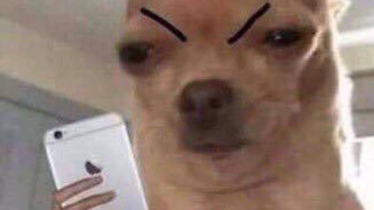Dog Eyebrows Meme PFP — 1280x720 wallpaper