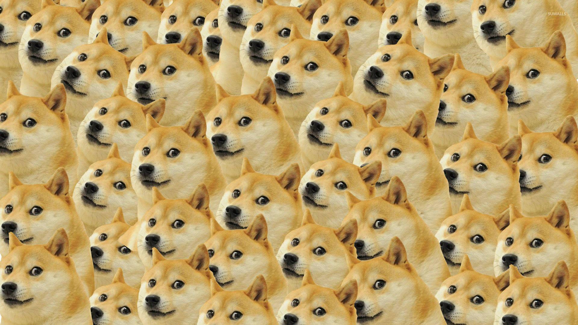 Doge Expressions Galore! — 1920x1080 wallpaper