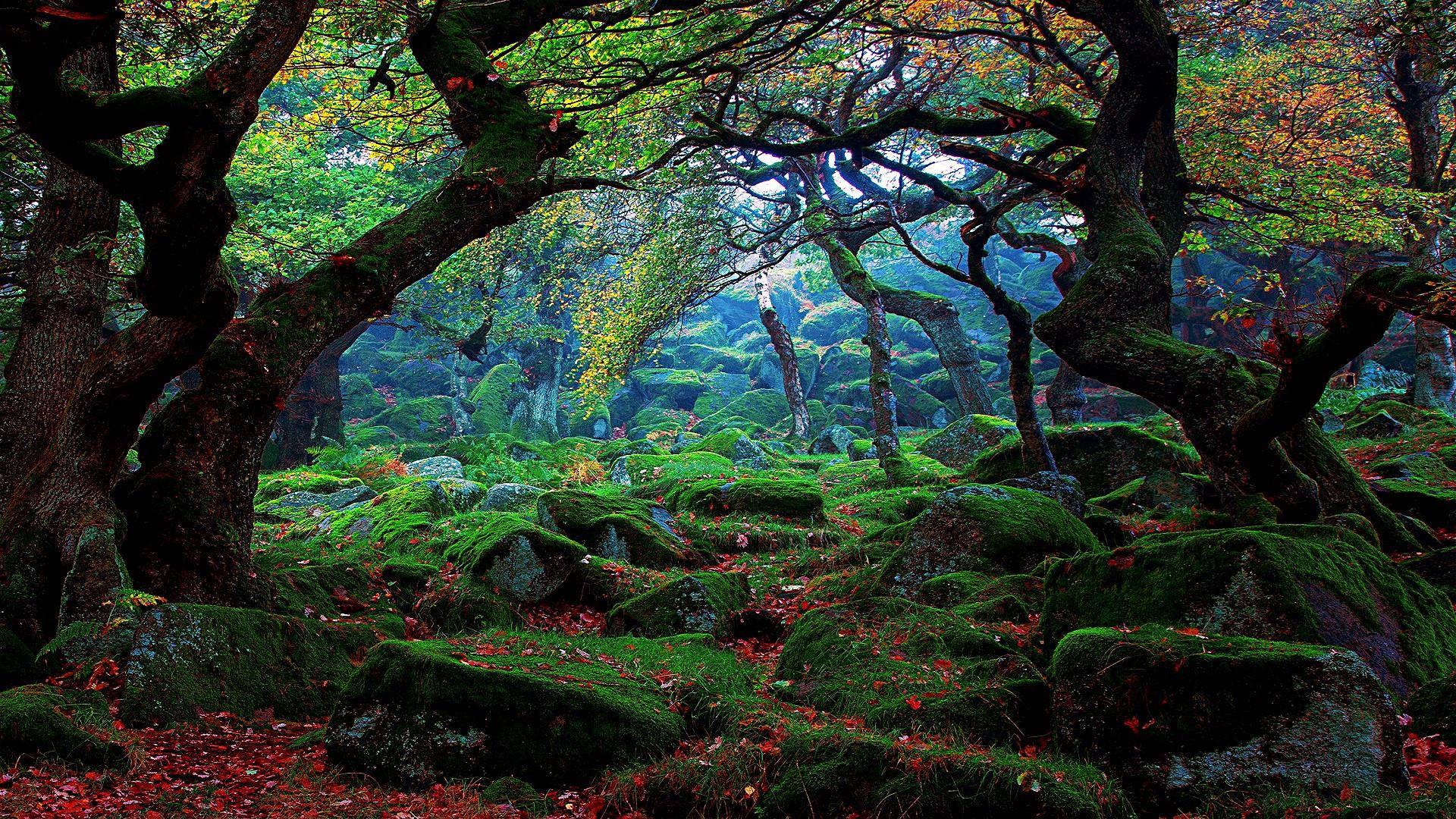 Dreamy Forest Scenery — 1920x1080 wallpaper