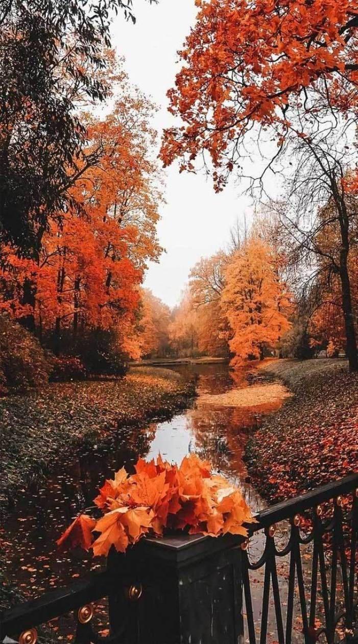 Dreamy Park Fall IPhone — 701x1262 wallpaper